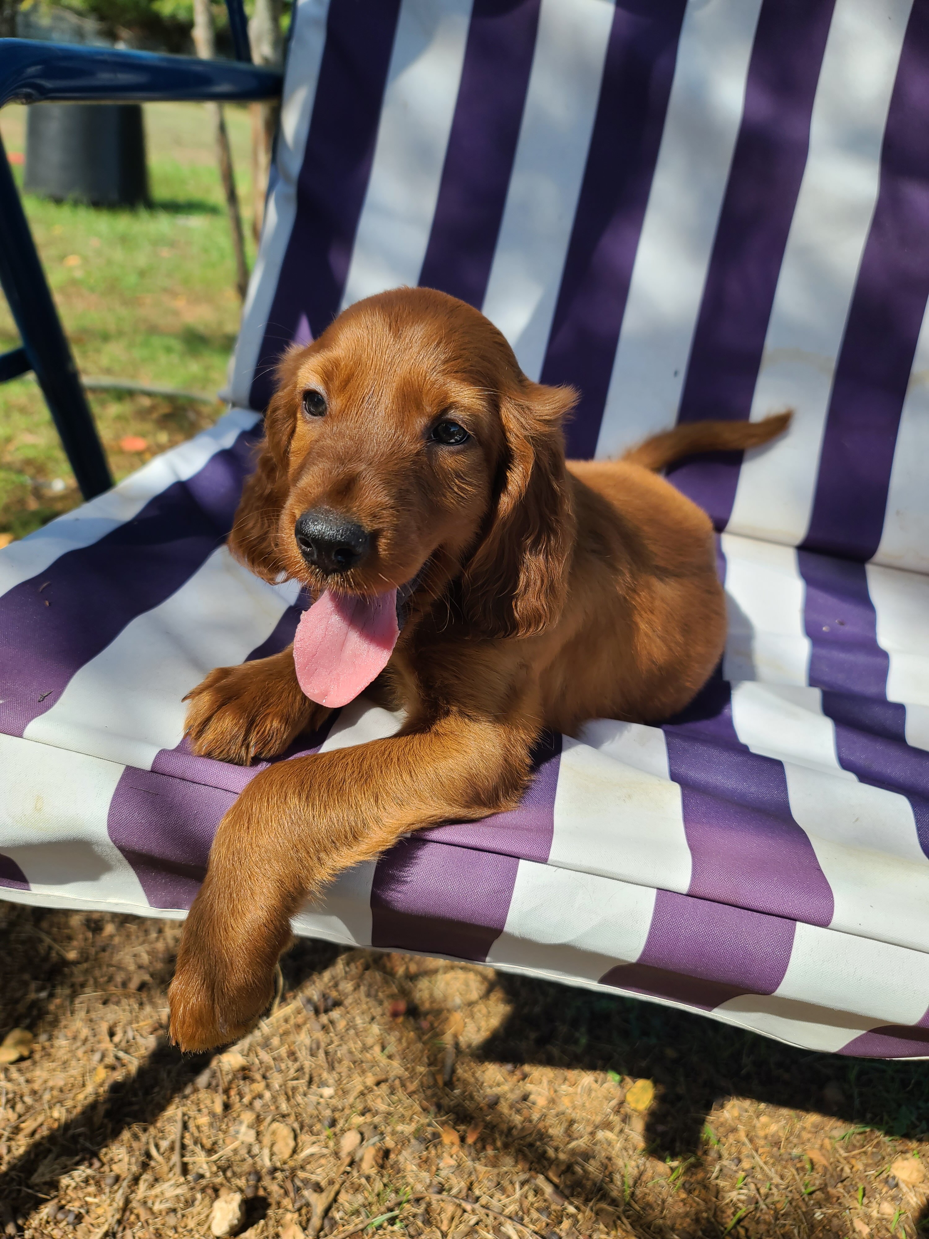 Irish setter puppies image 3