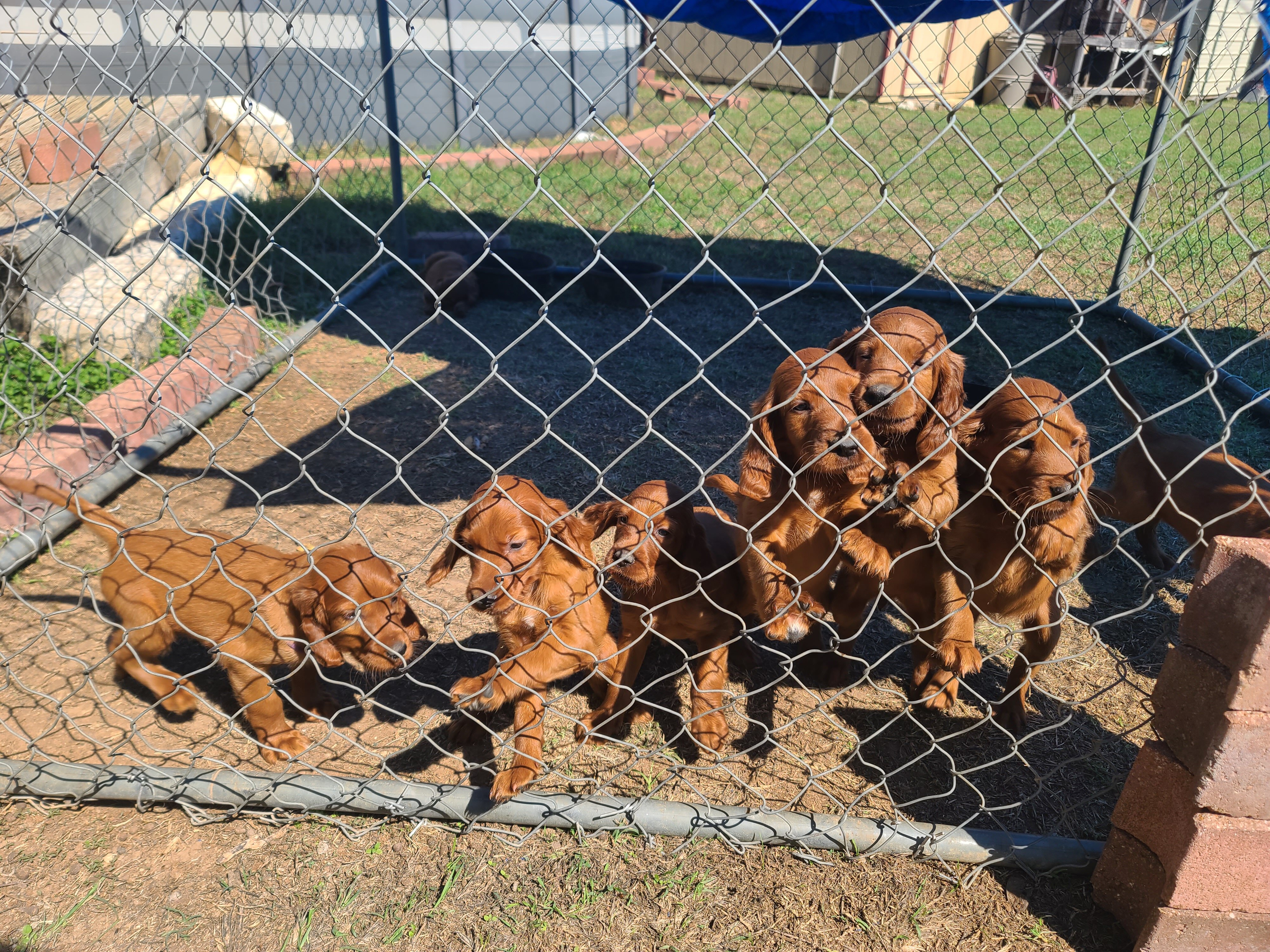 Irish setter puppies image 1