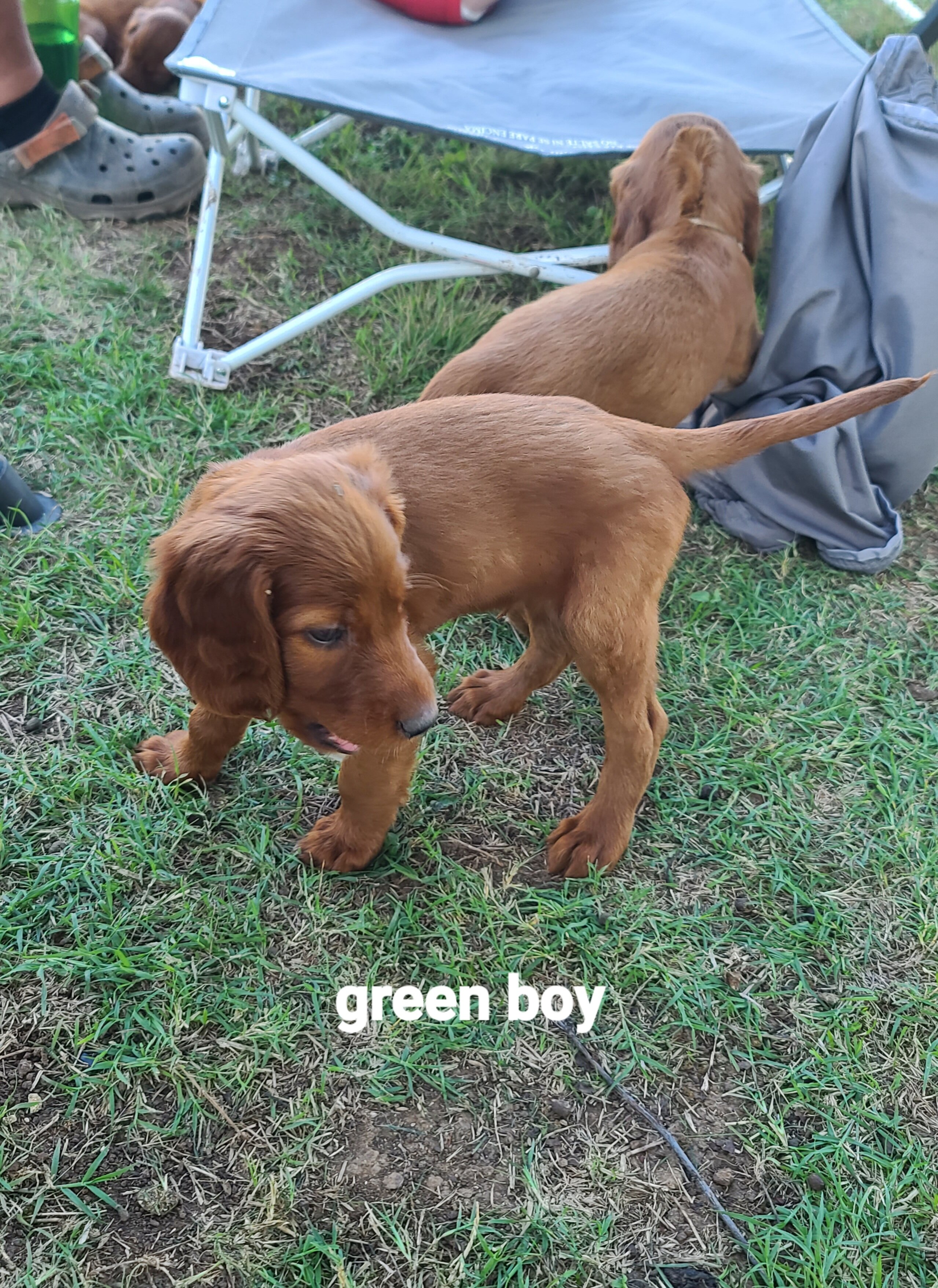 Irish setter puppies image 4
