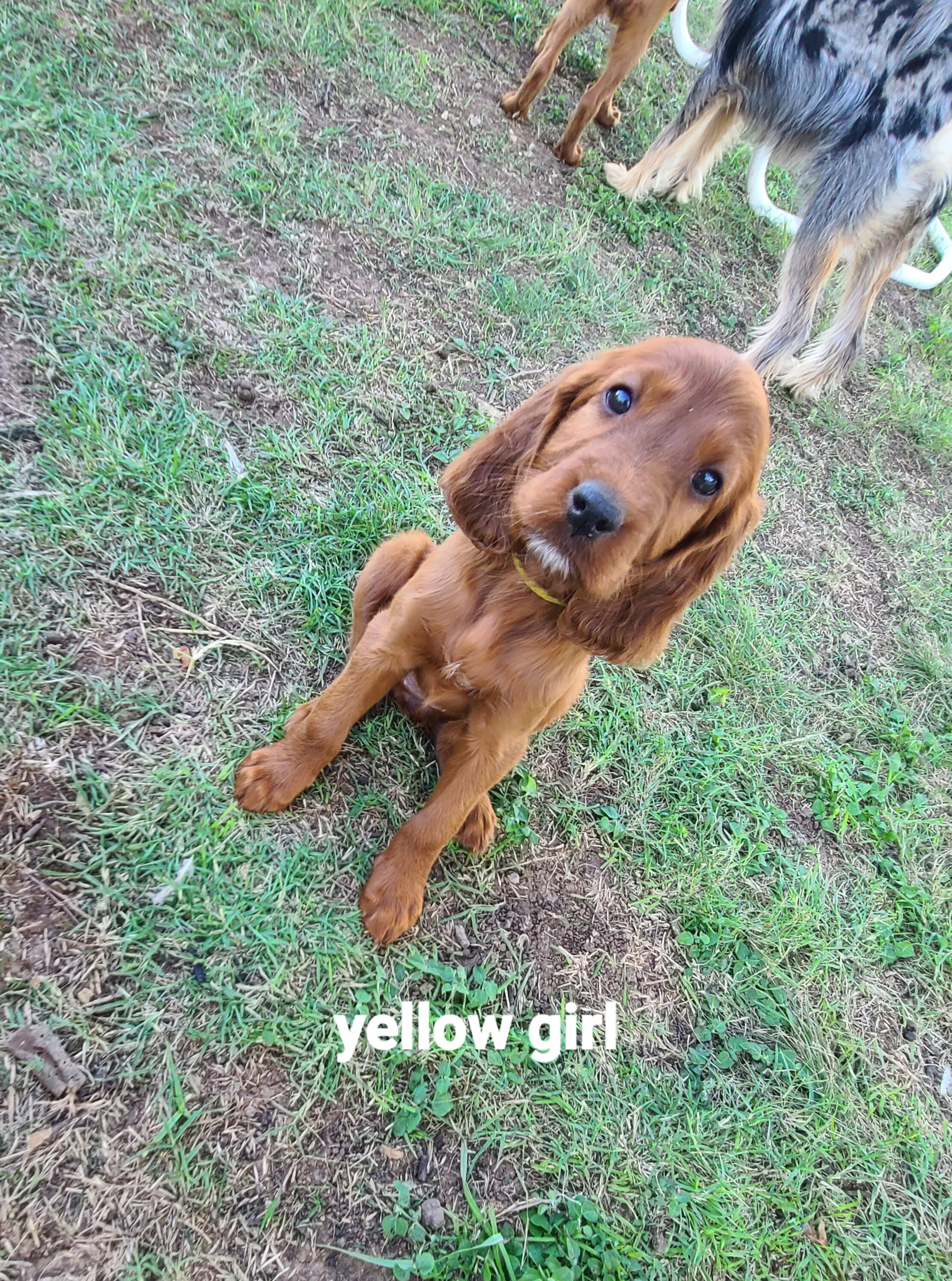 Irish setter puppies image 5