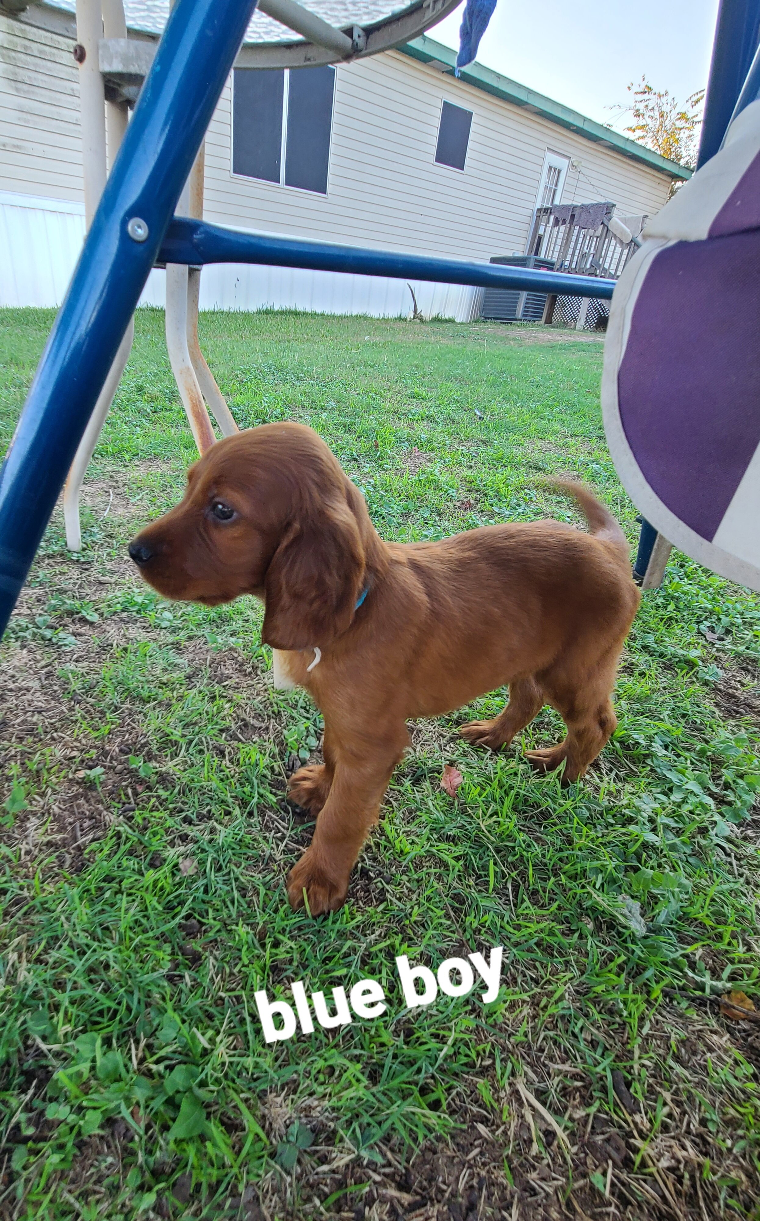 Irish setter puppies image 6