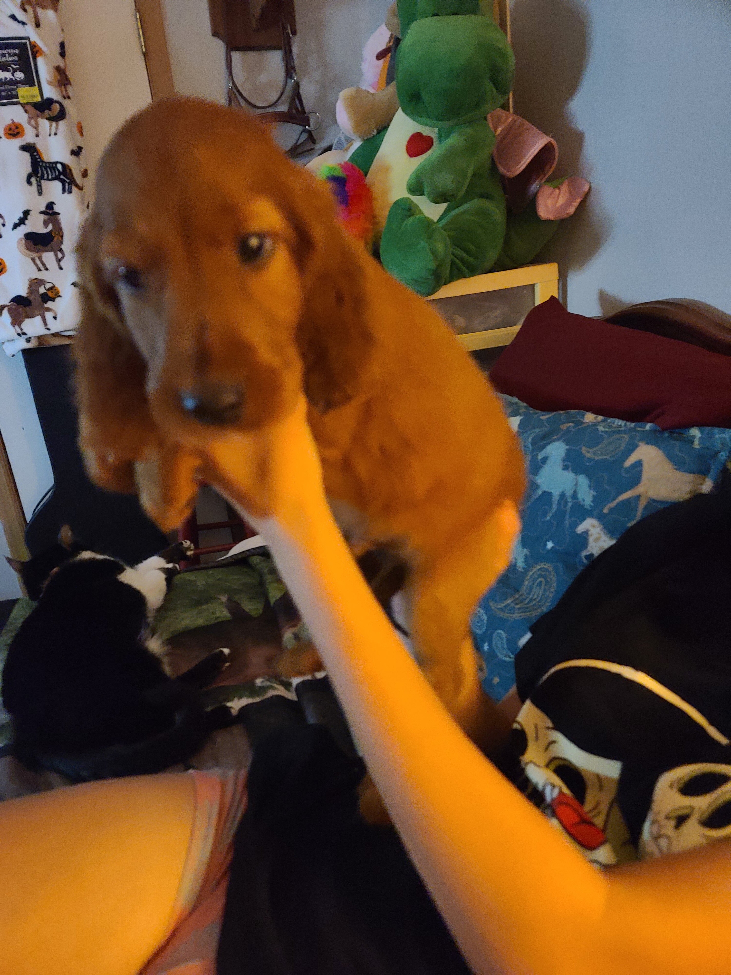 Irish setter puppies image 7