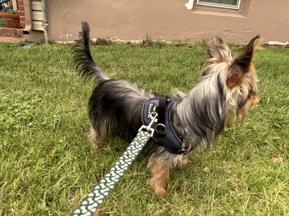 Male neutered Yorkie image 2