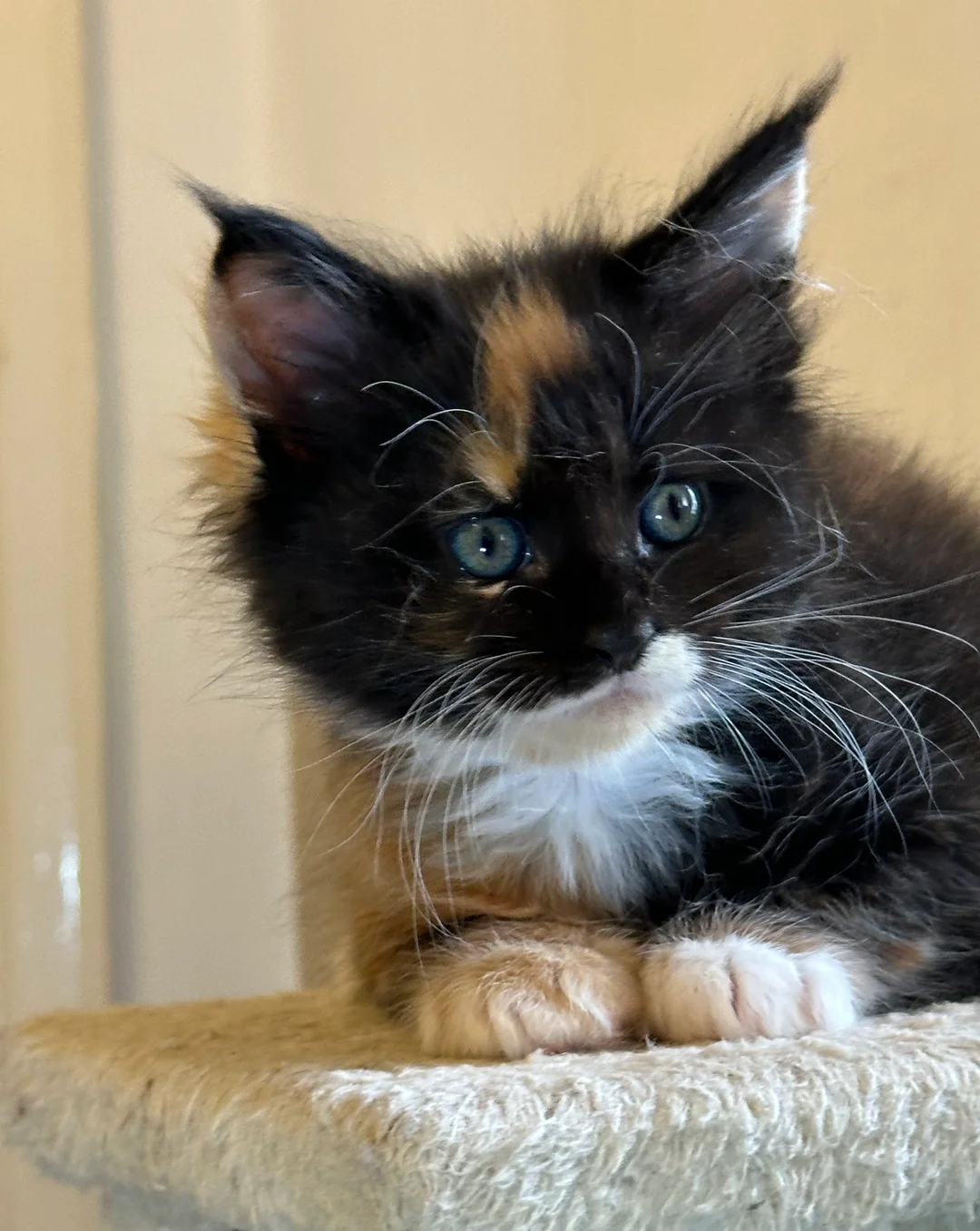 Maine coon kittens image 2