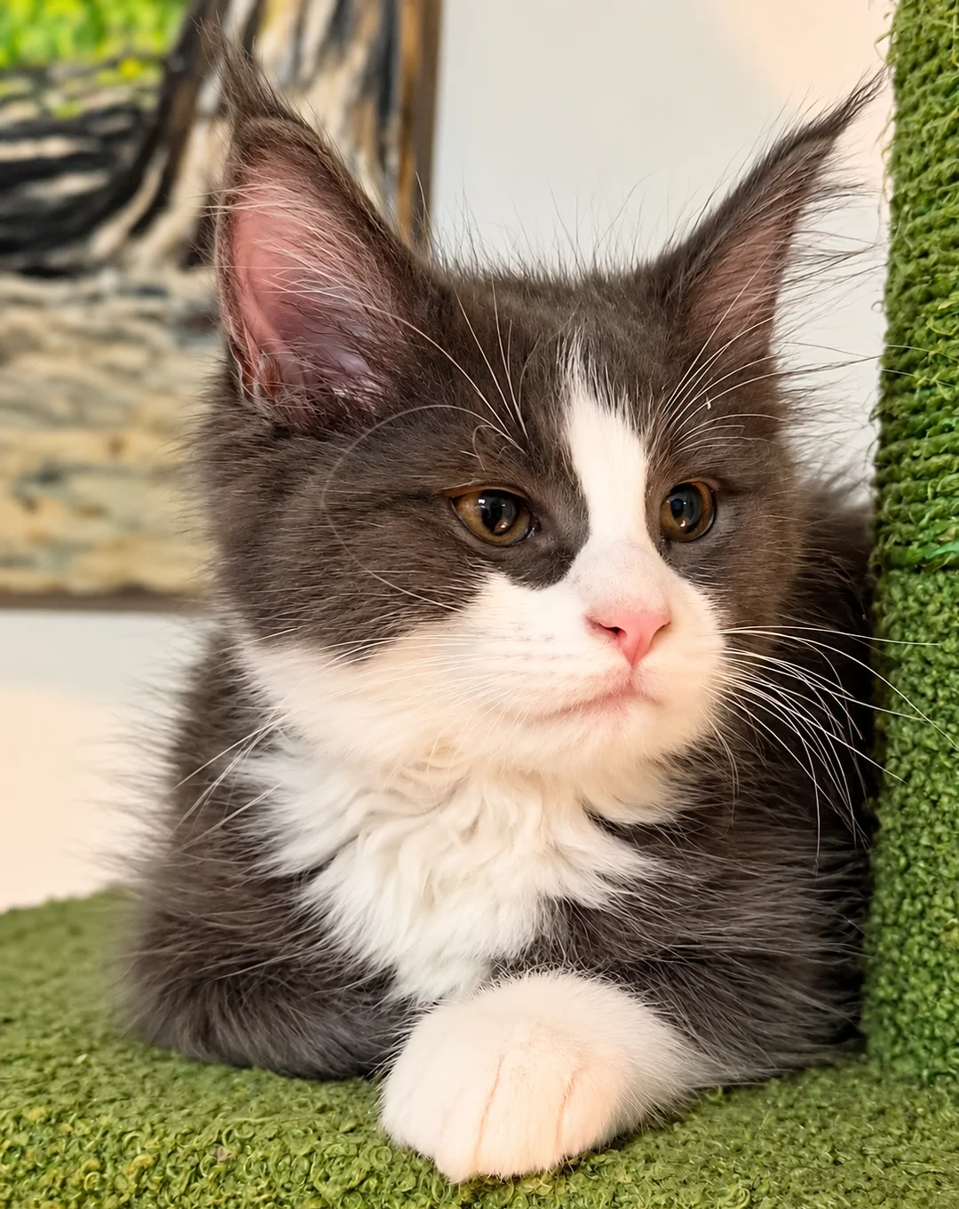 Maine coon kittens image 3