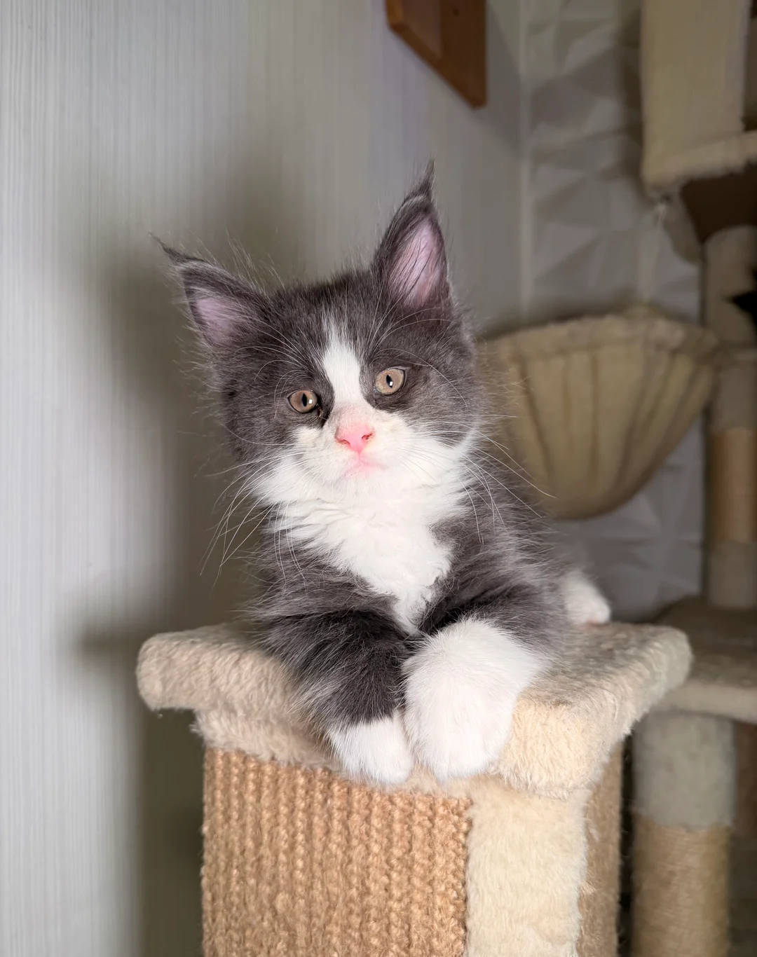 Maine coon kittens image 4