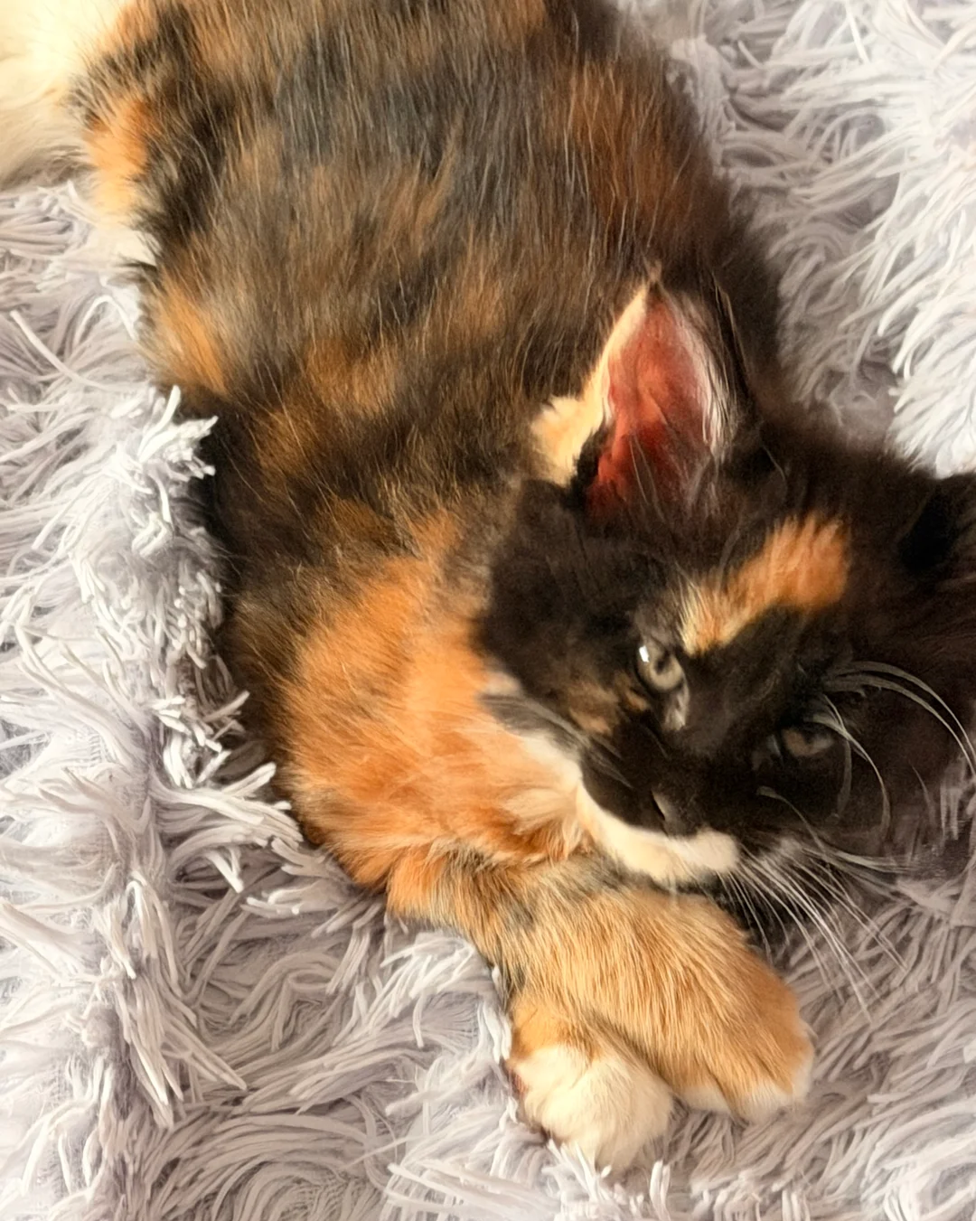 Maine coon kittens image 1