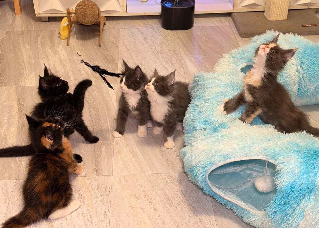 Maine coon kittens image 5