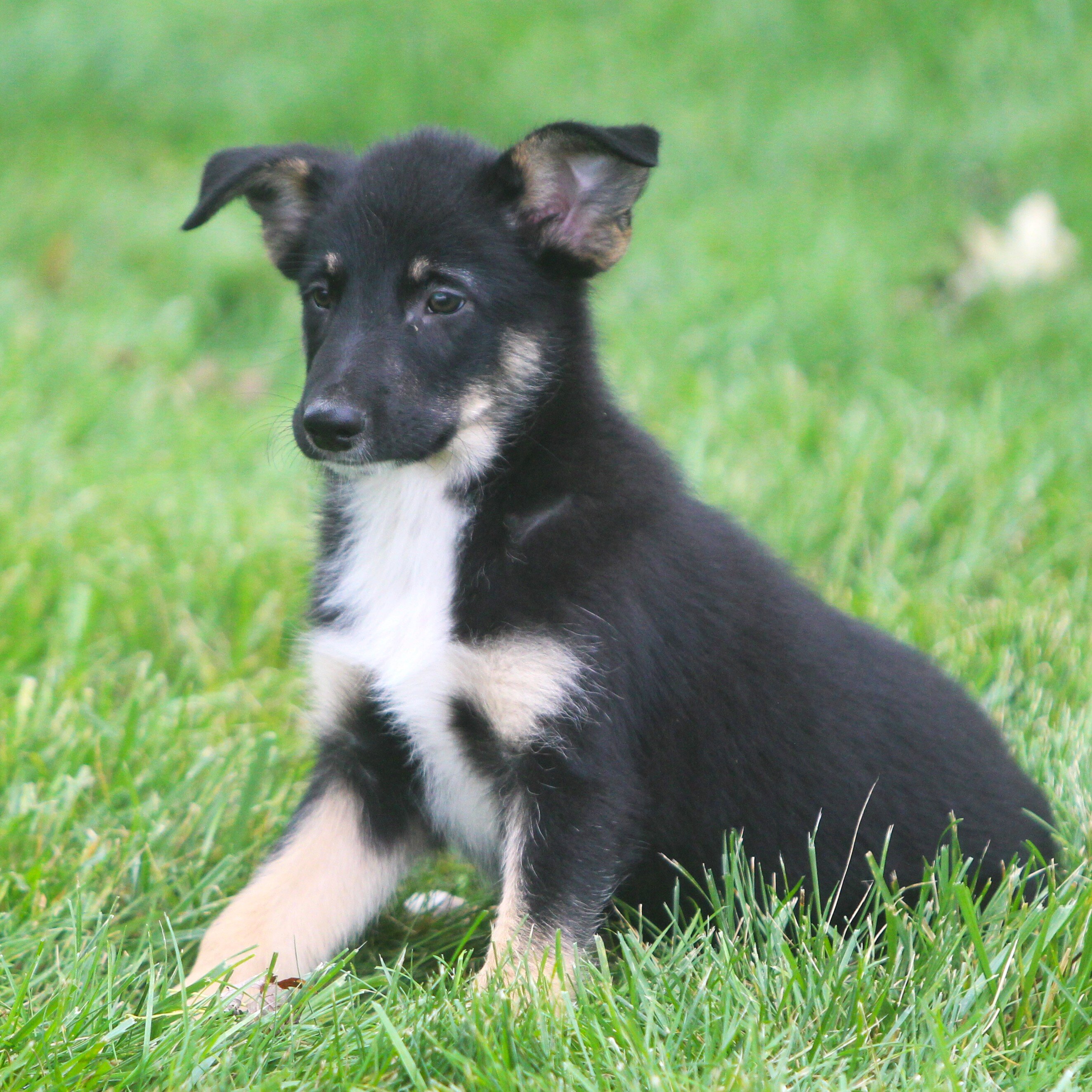 German Shepherd/Australian shepherd Pups image 1