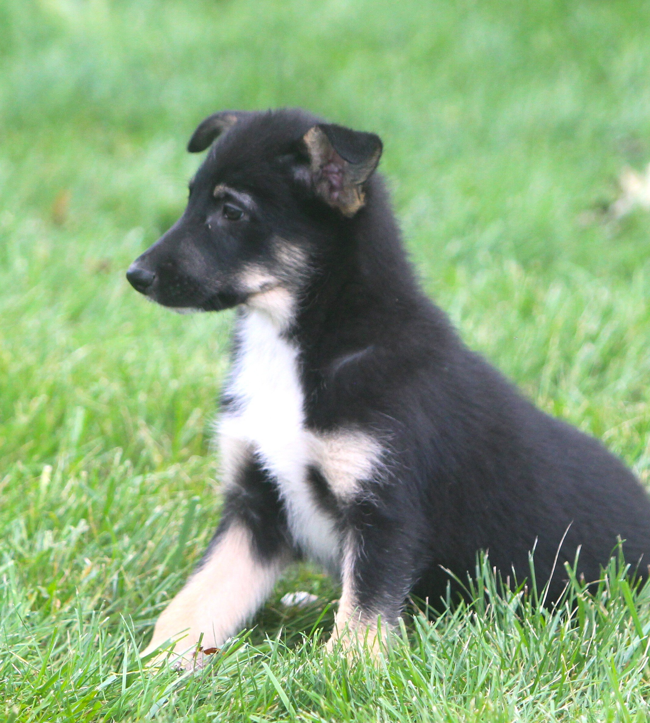 German Shepherd/Australian shepherd Pups image 2