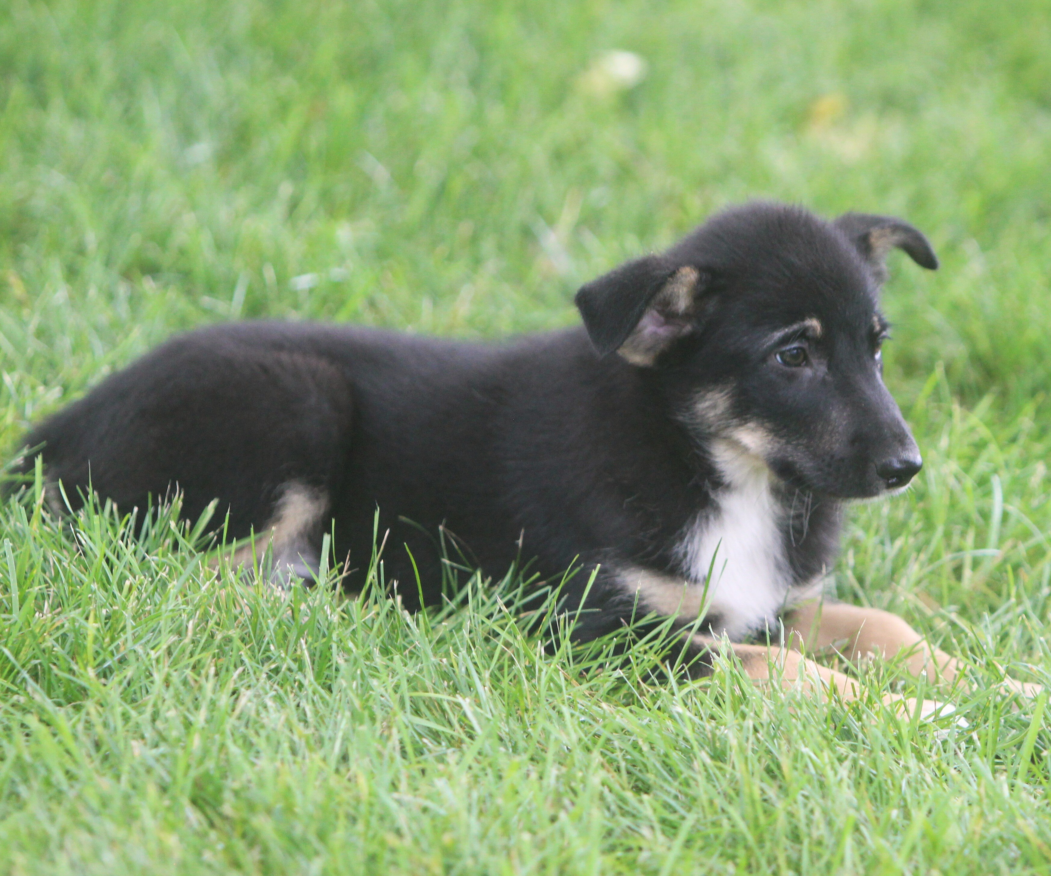 German Shepherd/Australian shepherd Pups image 3