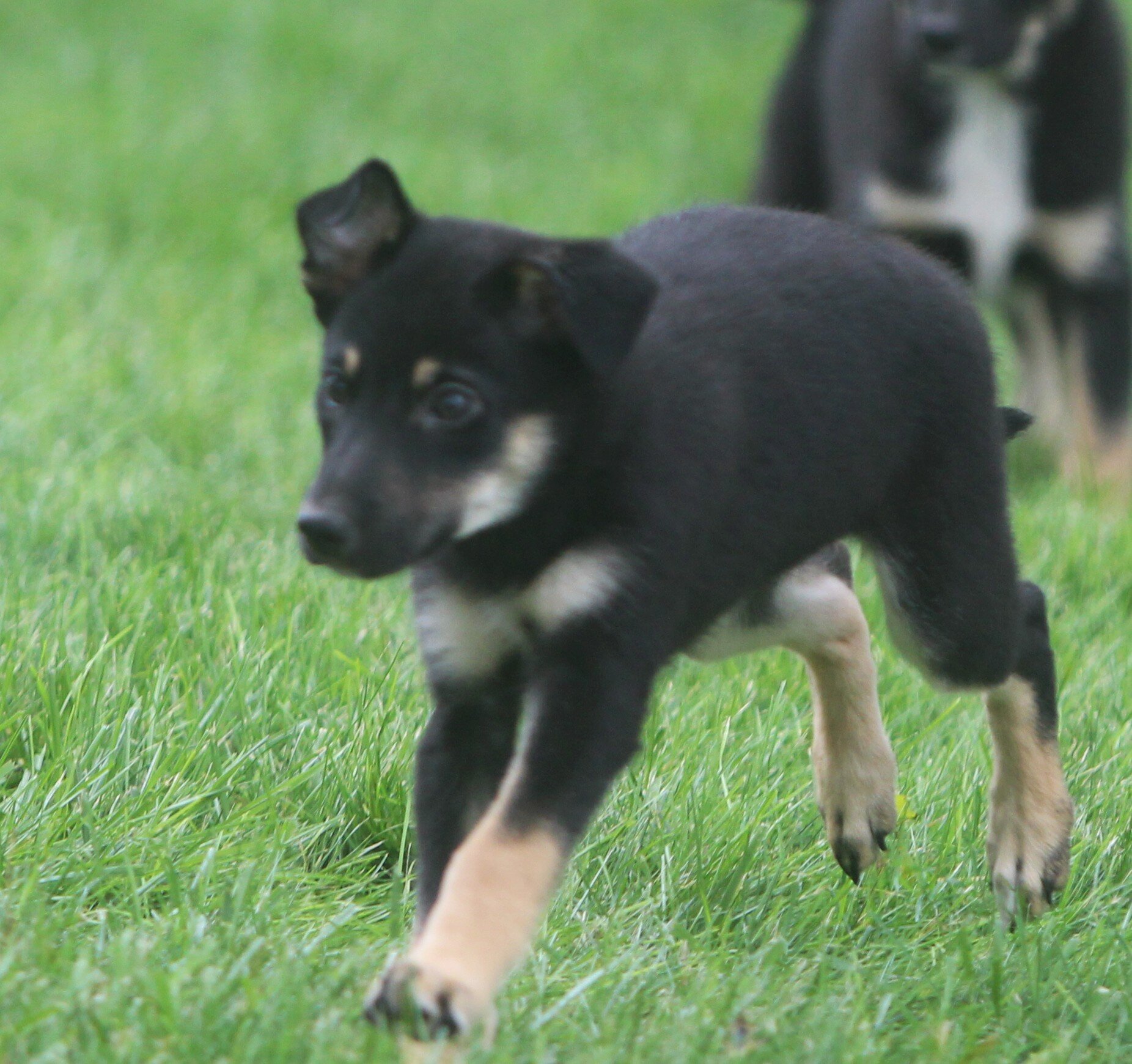 German Shepherd/Australian shepherd Pups image 4