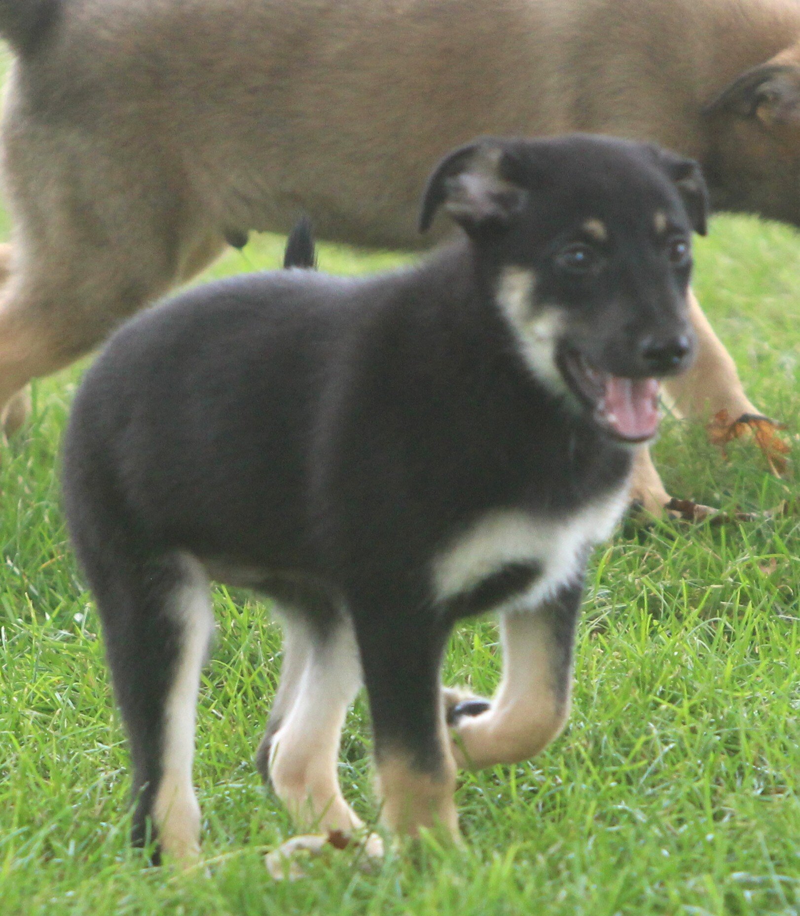 German Shepherd/Australian shepherd Pups image 5