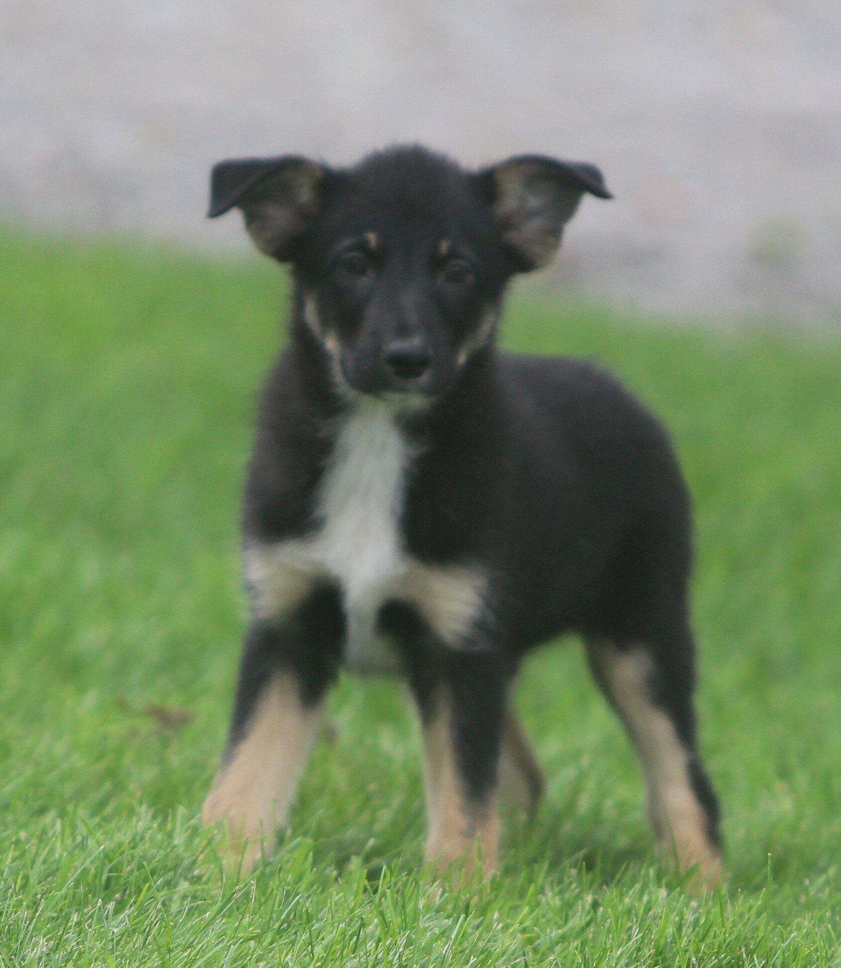 German Shepherd/Australian shepherd Pups image 6