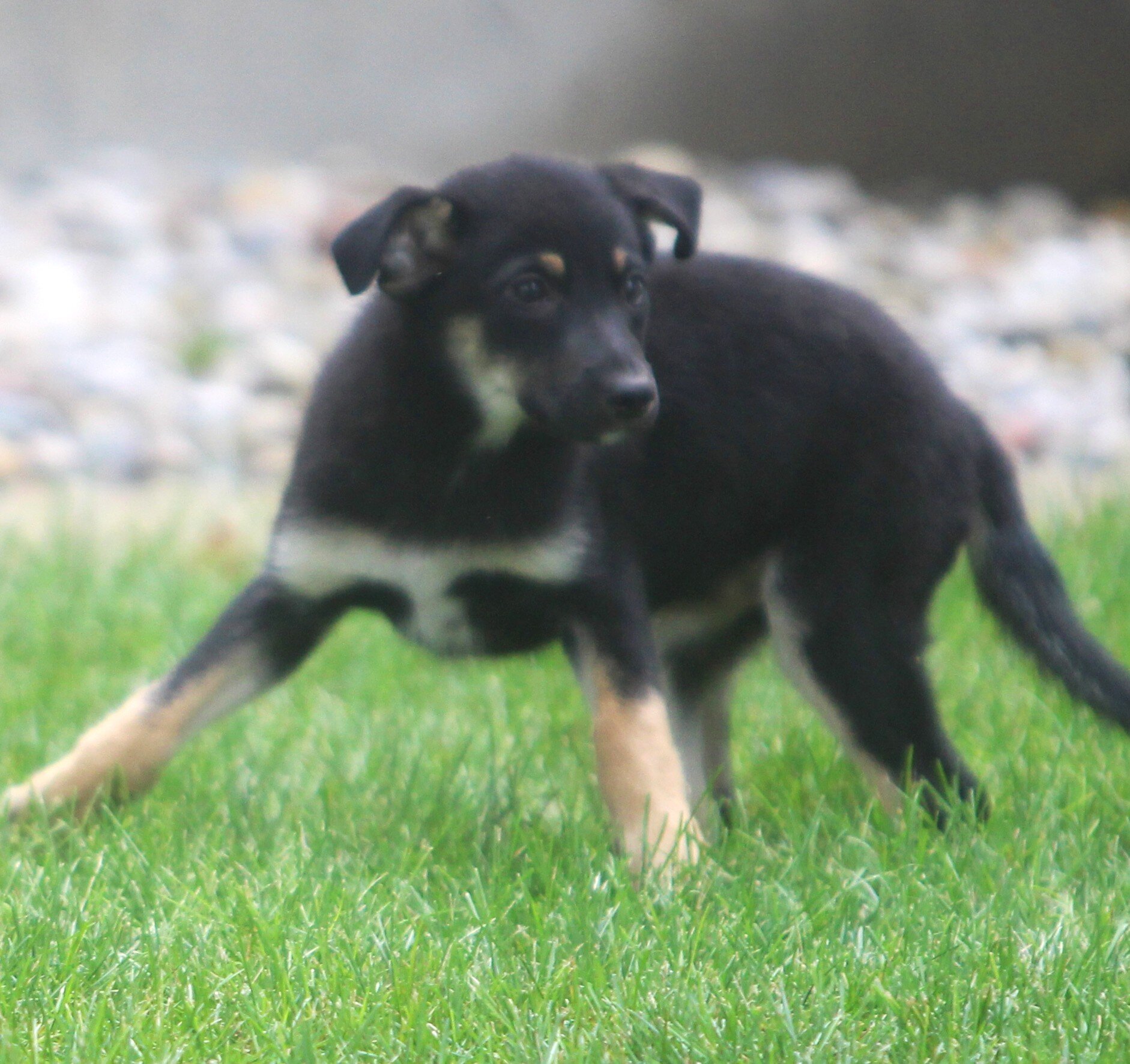 German Shepherd/Australian shepherd Pups image 7