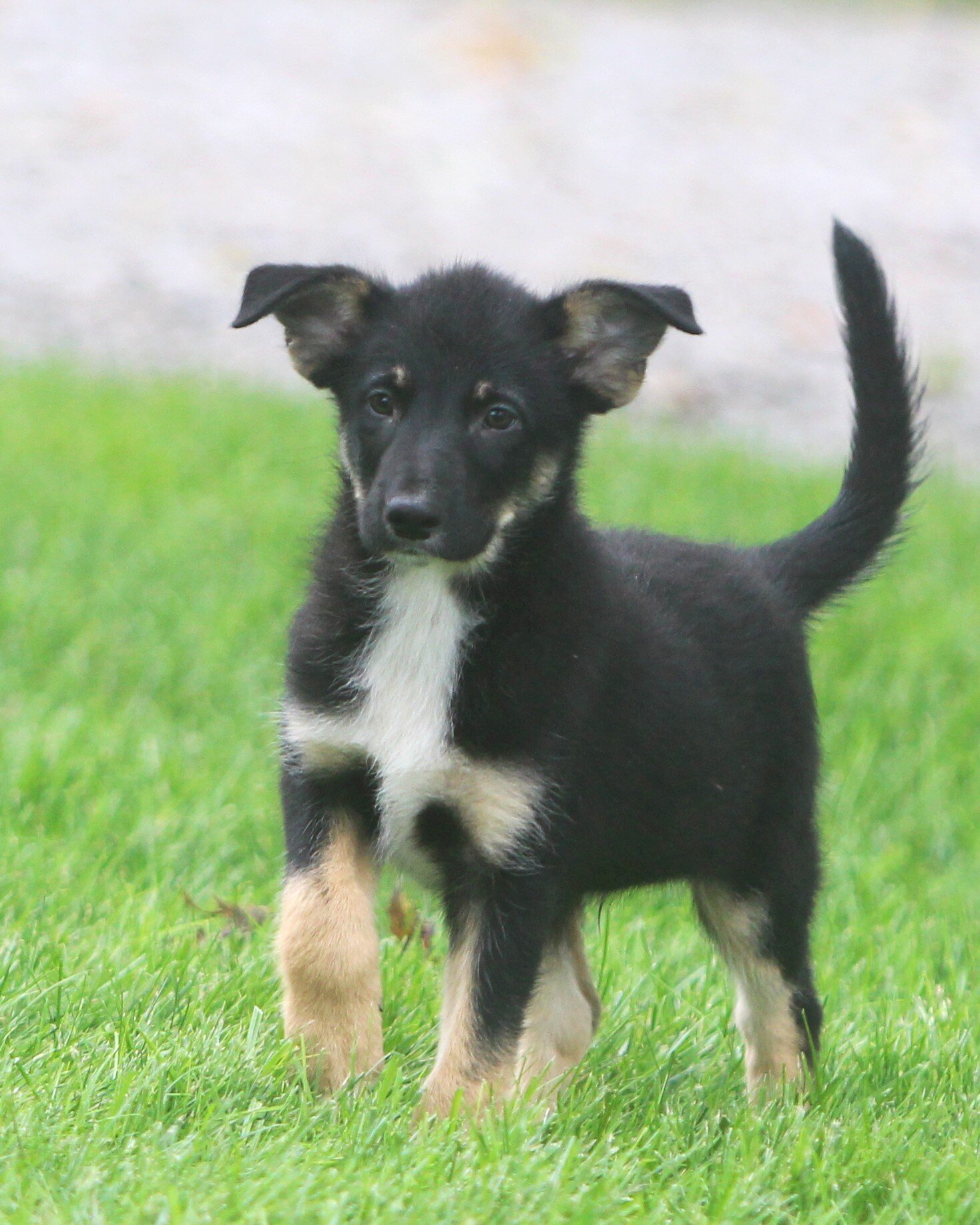 German Shepherd/Australian shepherd Pups image 8