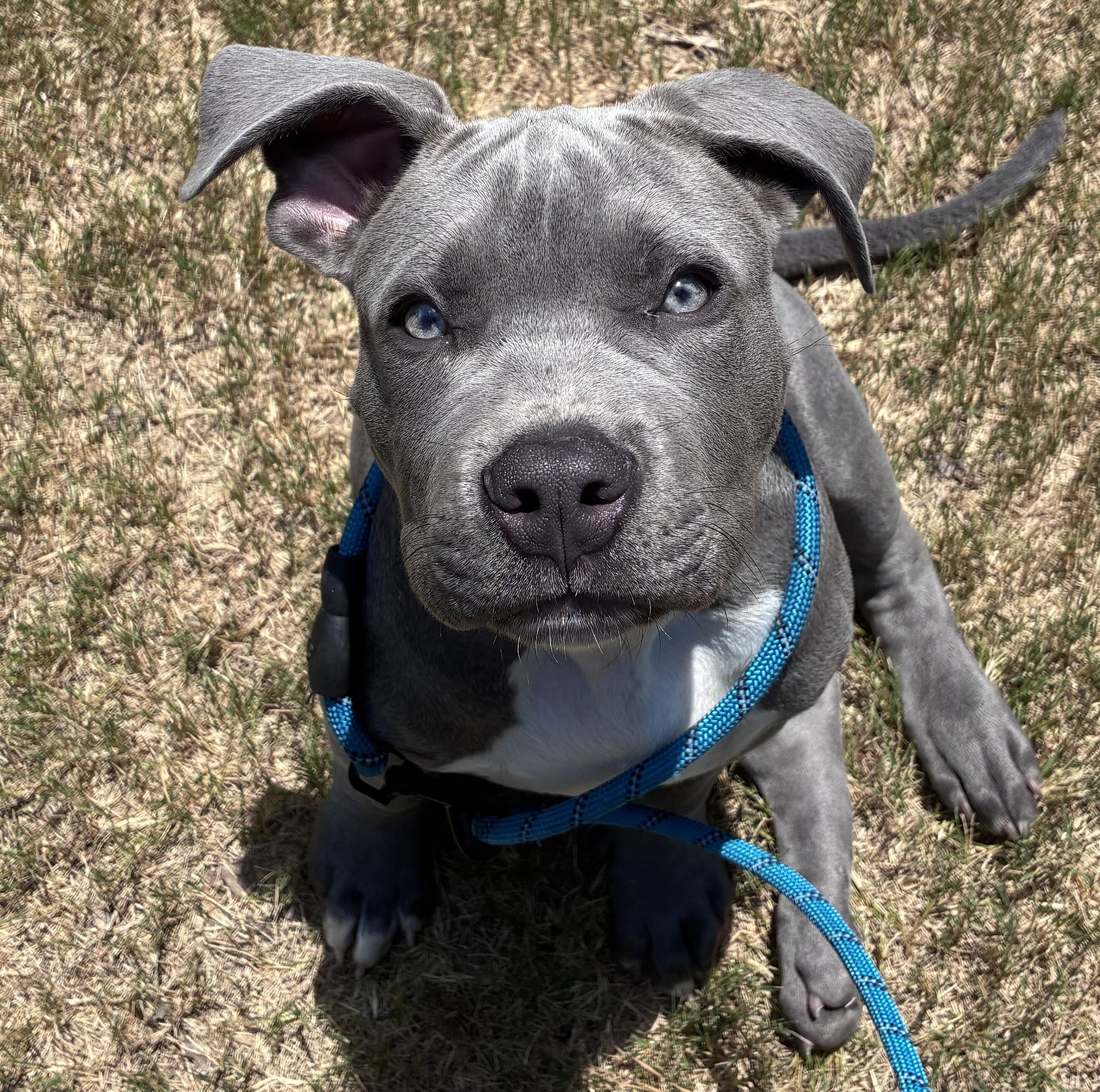 Puppy image 1