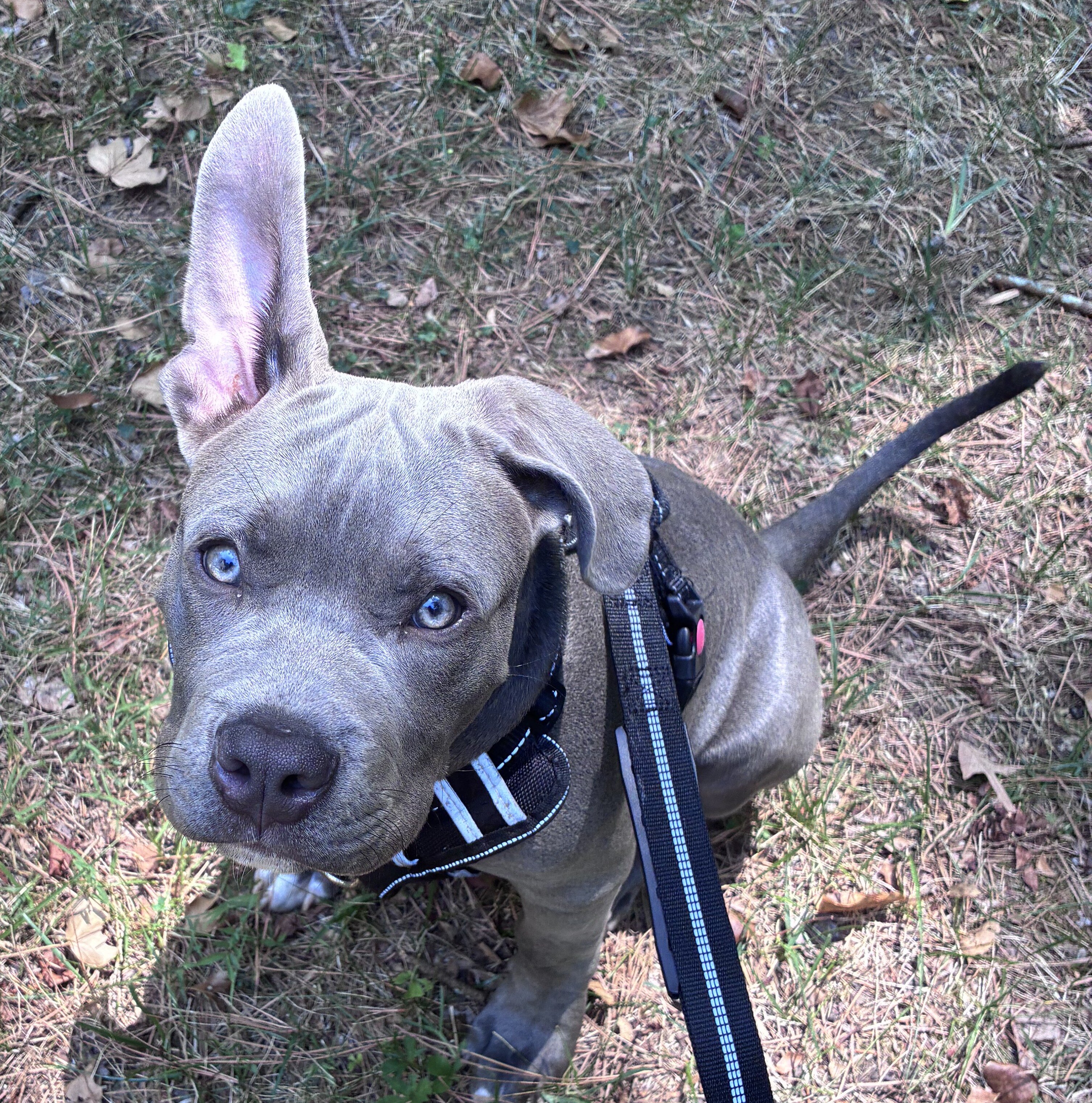 Puppy image 2