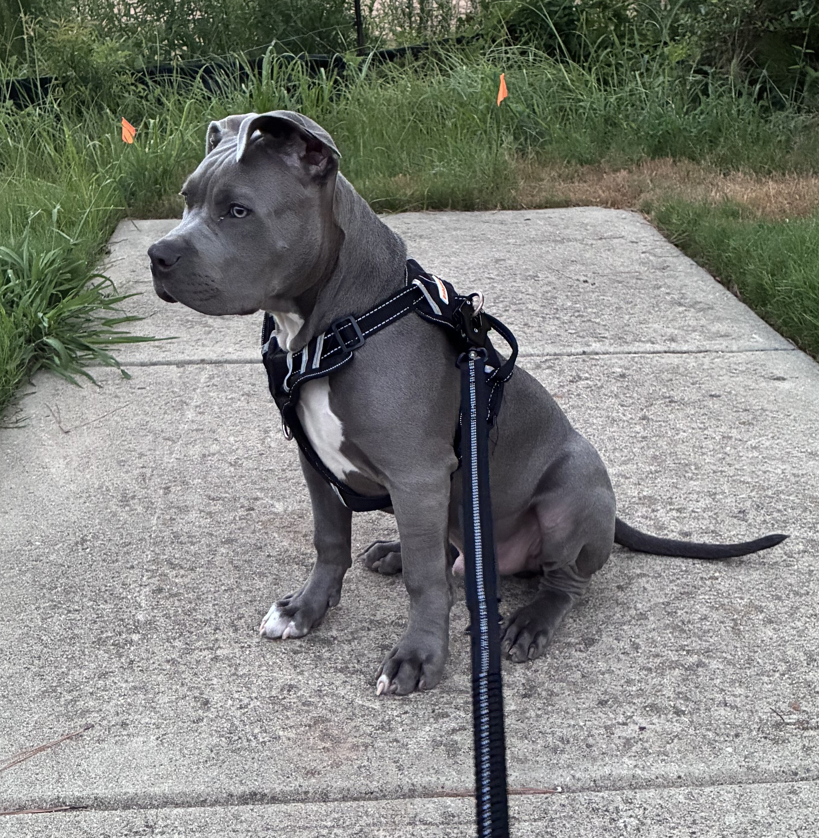 Puppy image 3