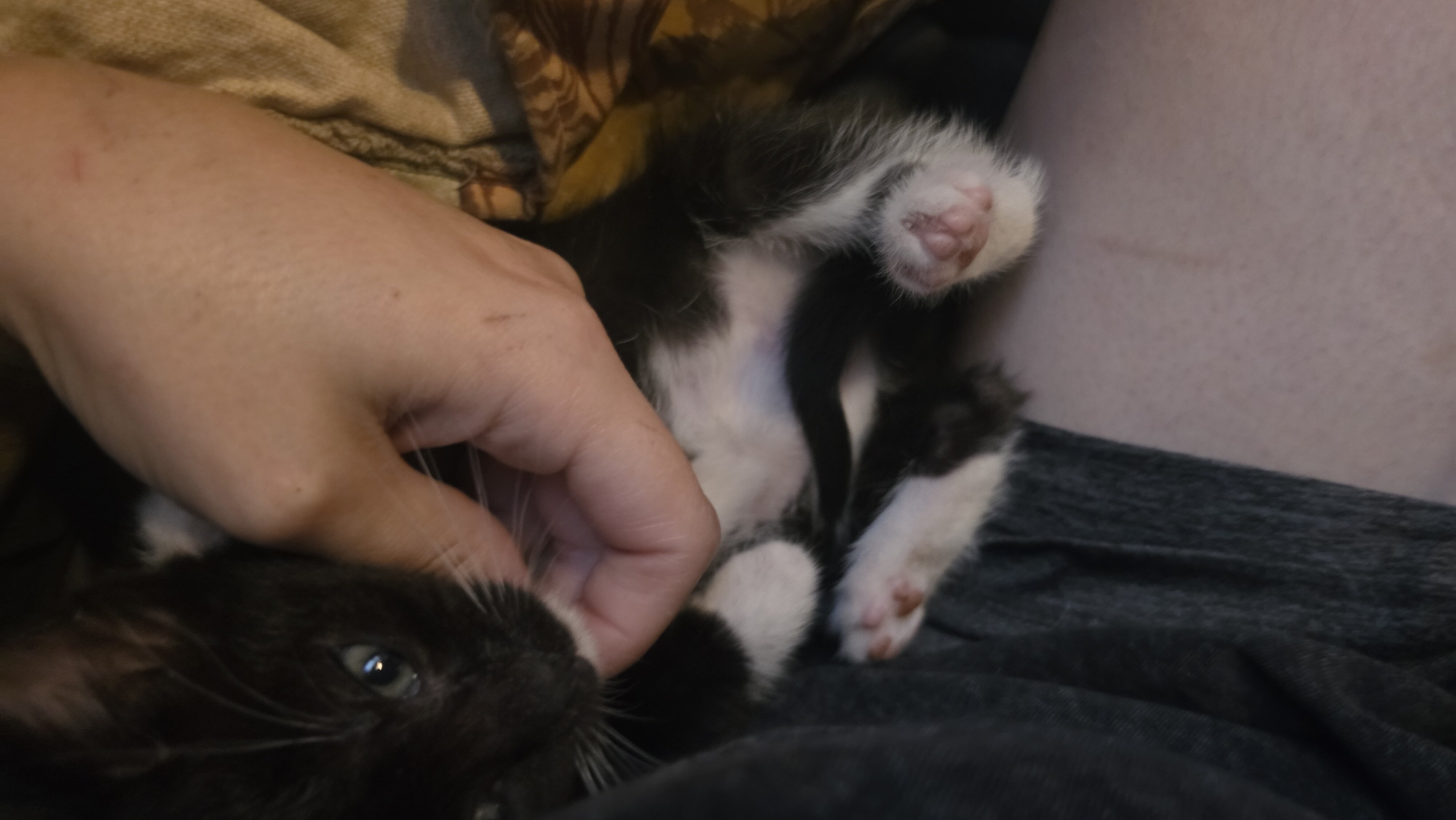 8 week old tuxedo kitten twins image 3