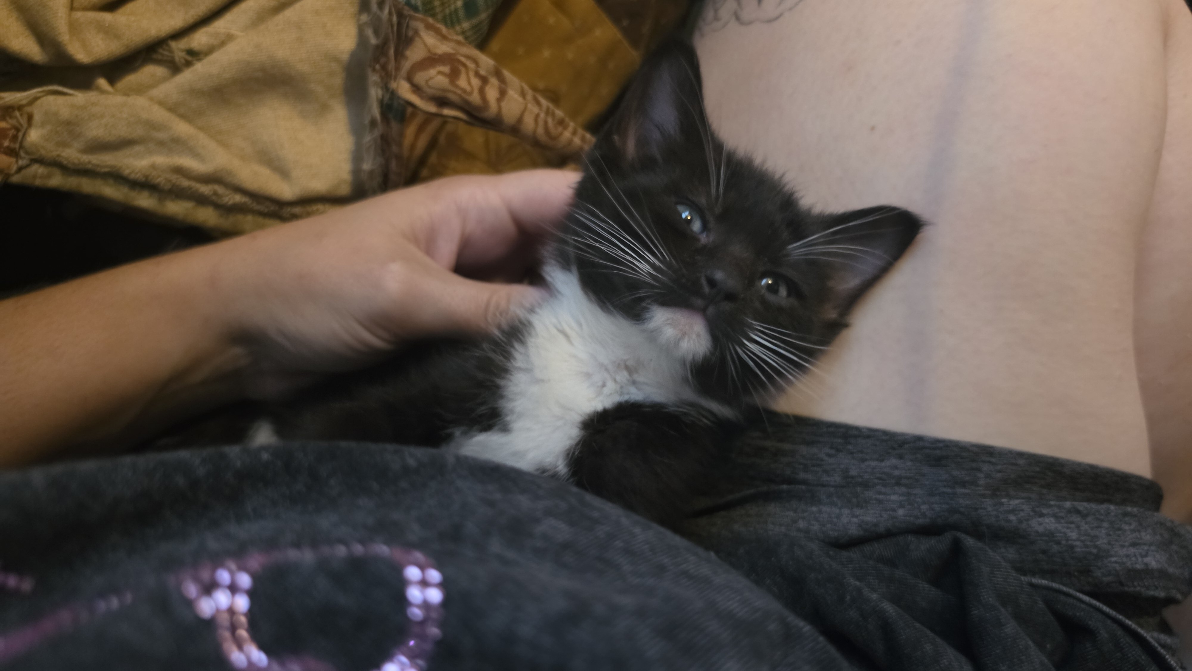 8 week old tuxedo kitten twins image 2