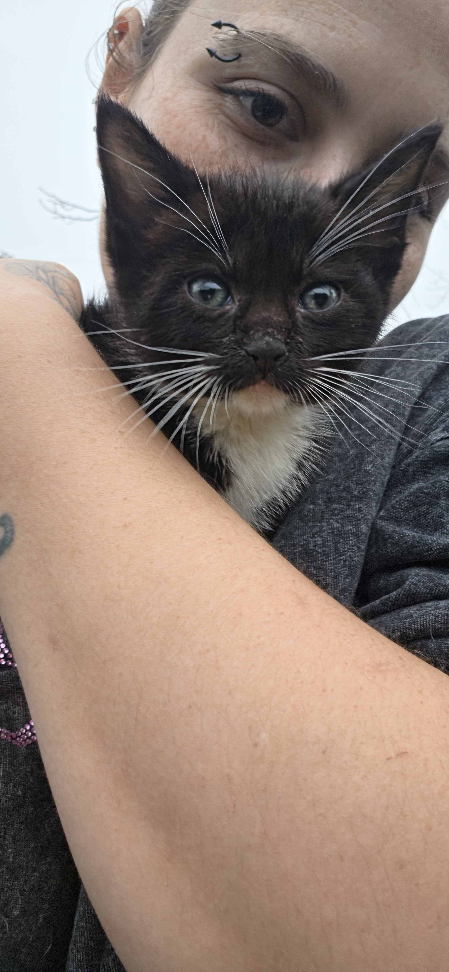 8 week old tuxedo kitten twins image 1
