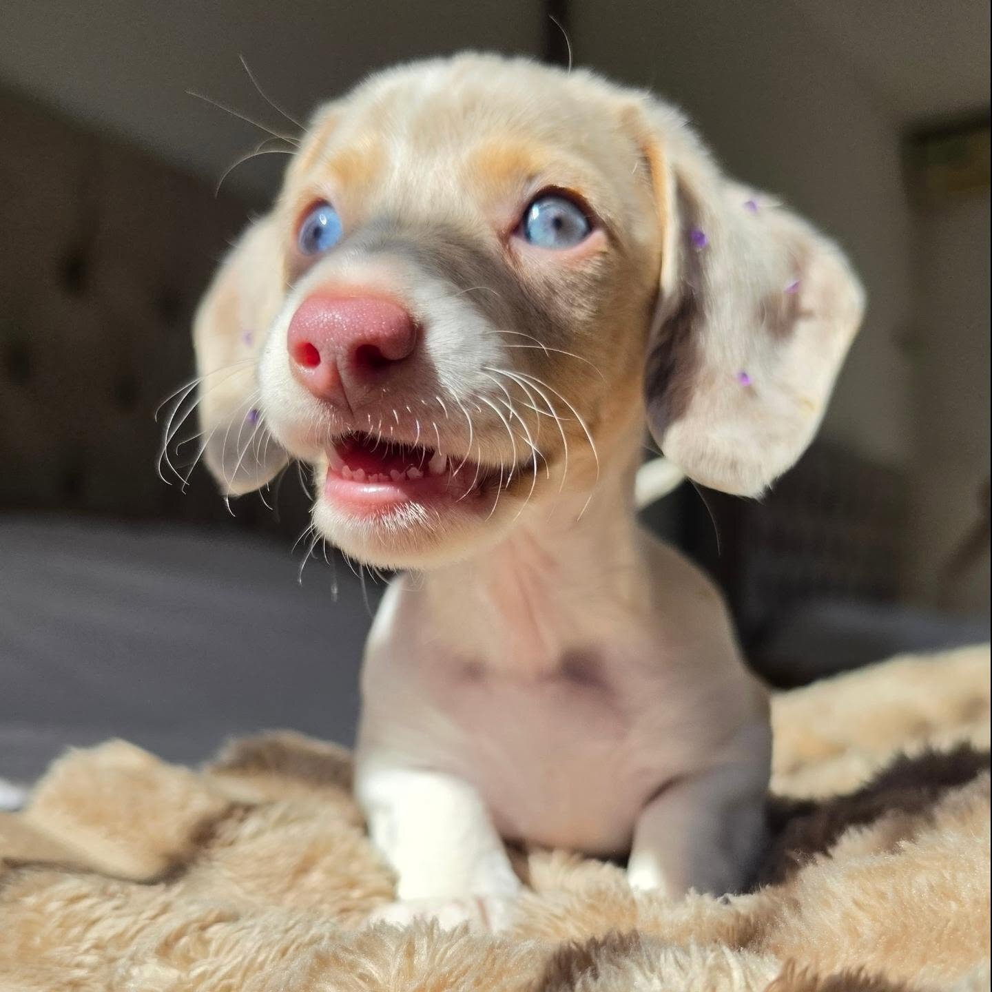 Dachshund Puppy Nala - Isabella Dapple Female image 8