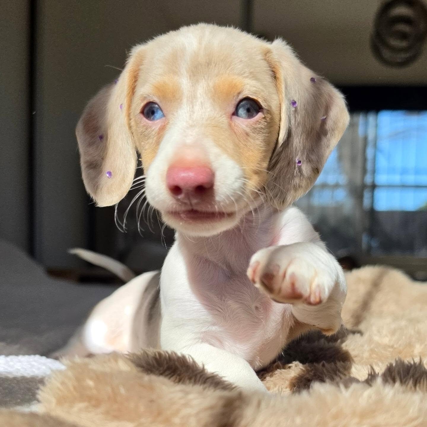 Dachshund Puppy Nala - Isabella Dapple Female image 3