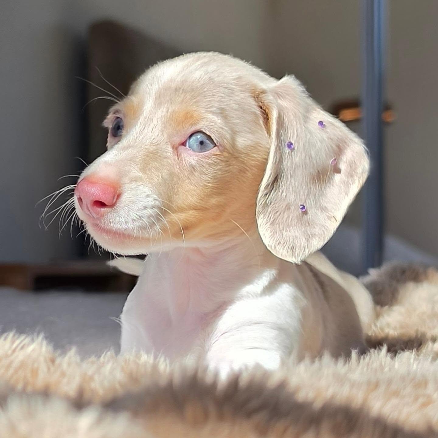 Dachshund Puppy Nala - Isabella Dapple Female image 7