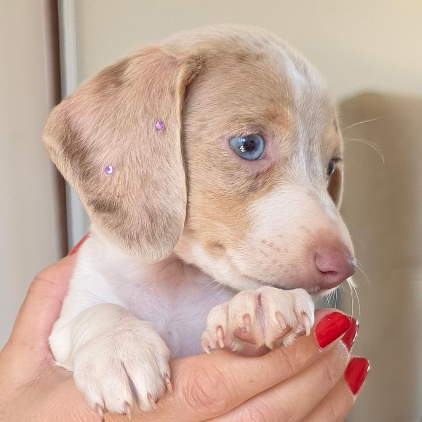 Dachshund Puppy Nala - Isabella Dapple Female image 10