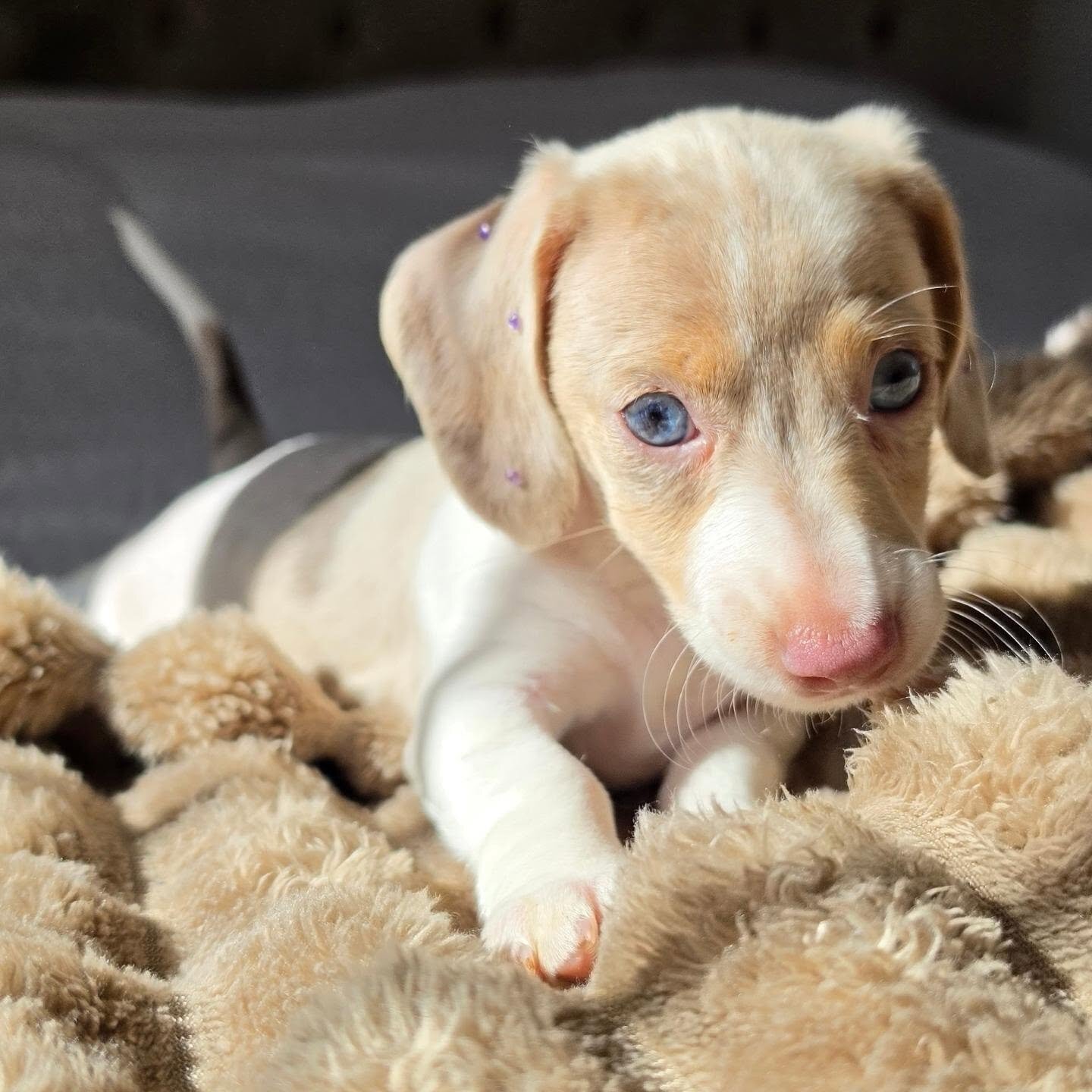 Dachshund Puppy Nala - Isabella Dapple Female image 6