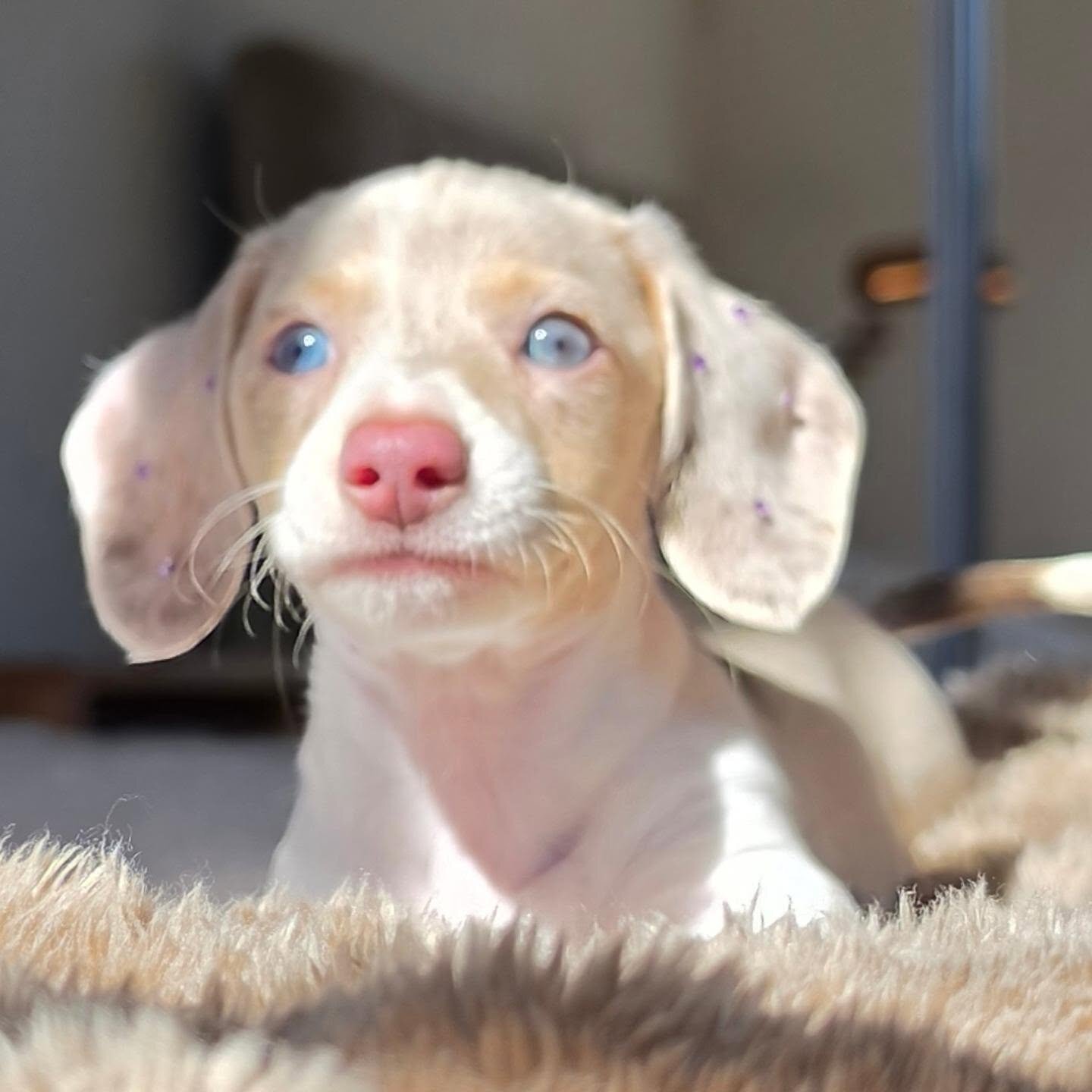 Dachshund Puppy Nala - Isabella Dapple Female image 2