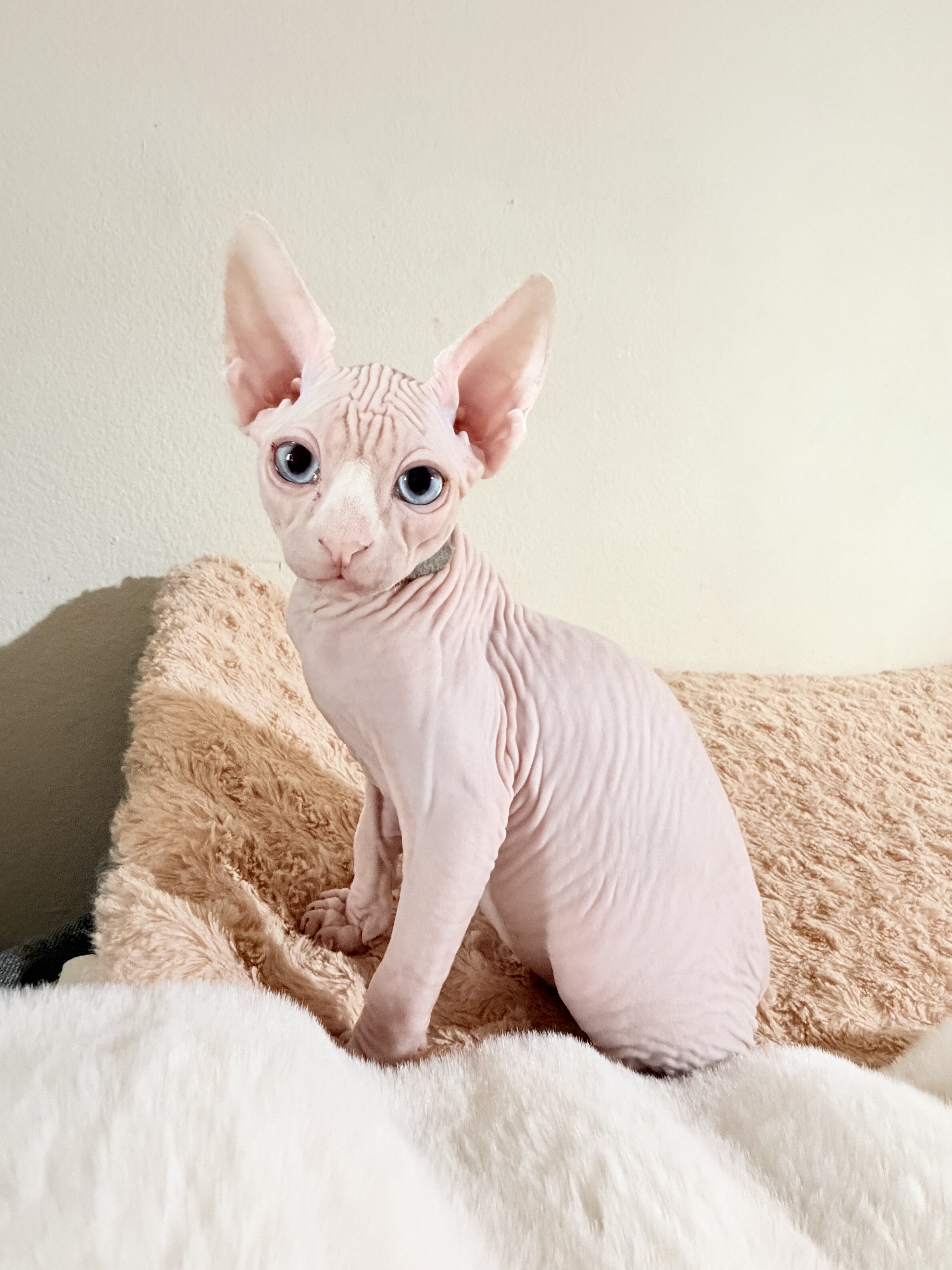 Sphynx Gem eyed5month Baby boy image 1