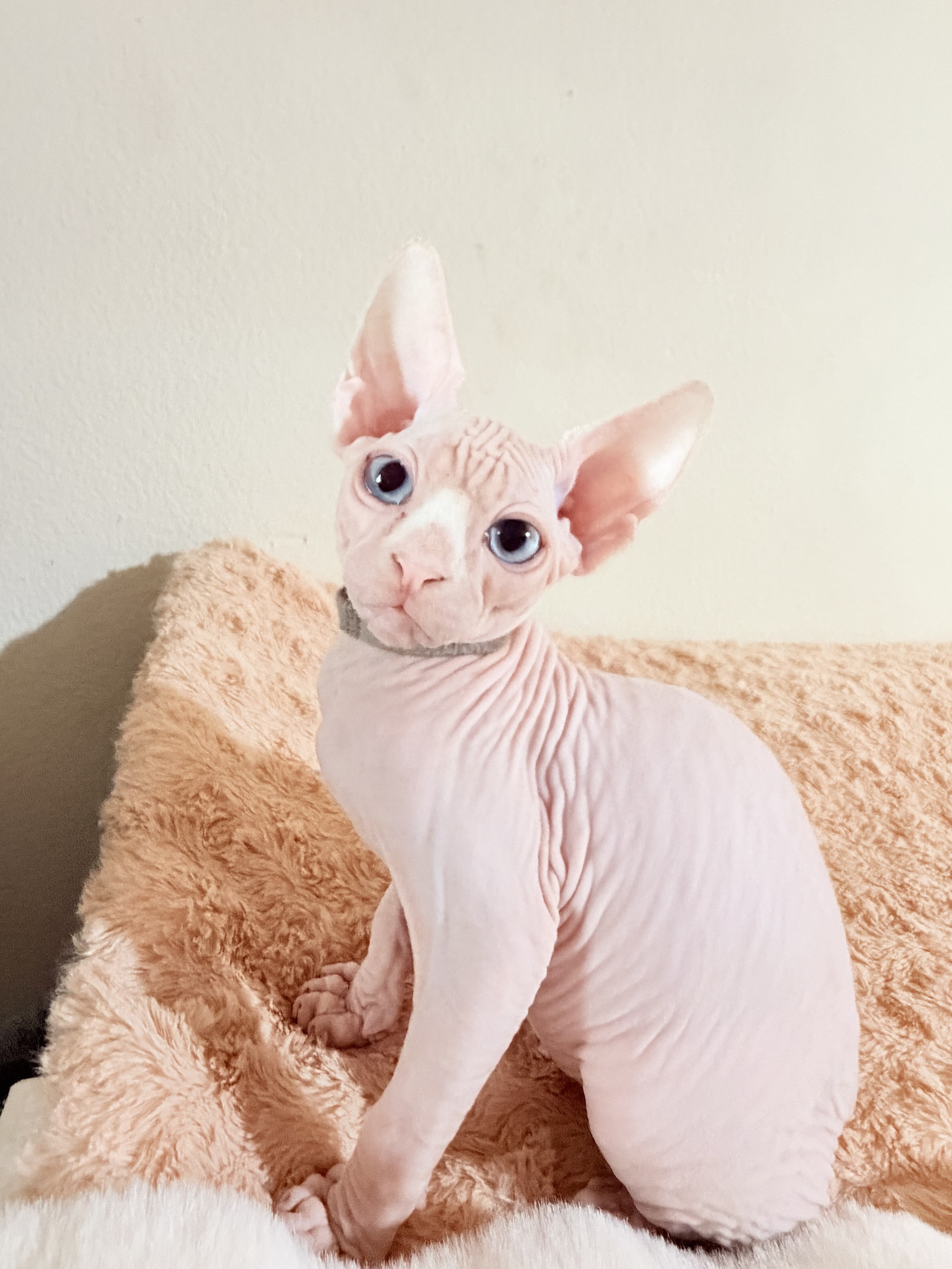 Sphynx Gem eyed5month Baby boy image 2