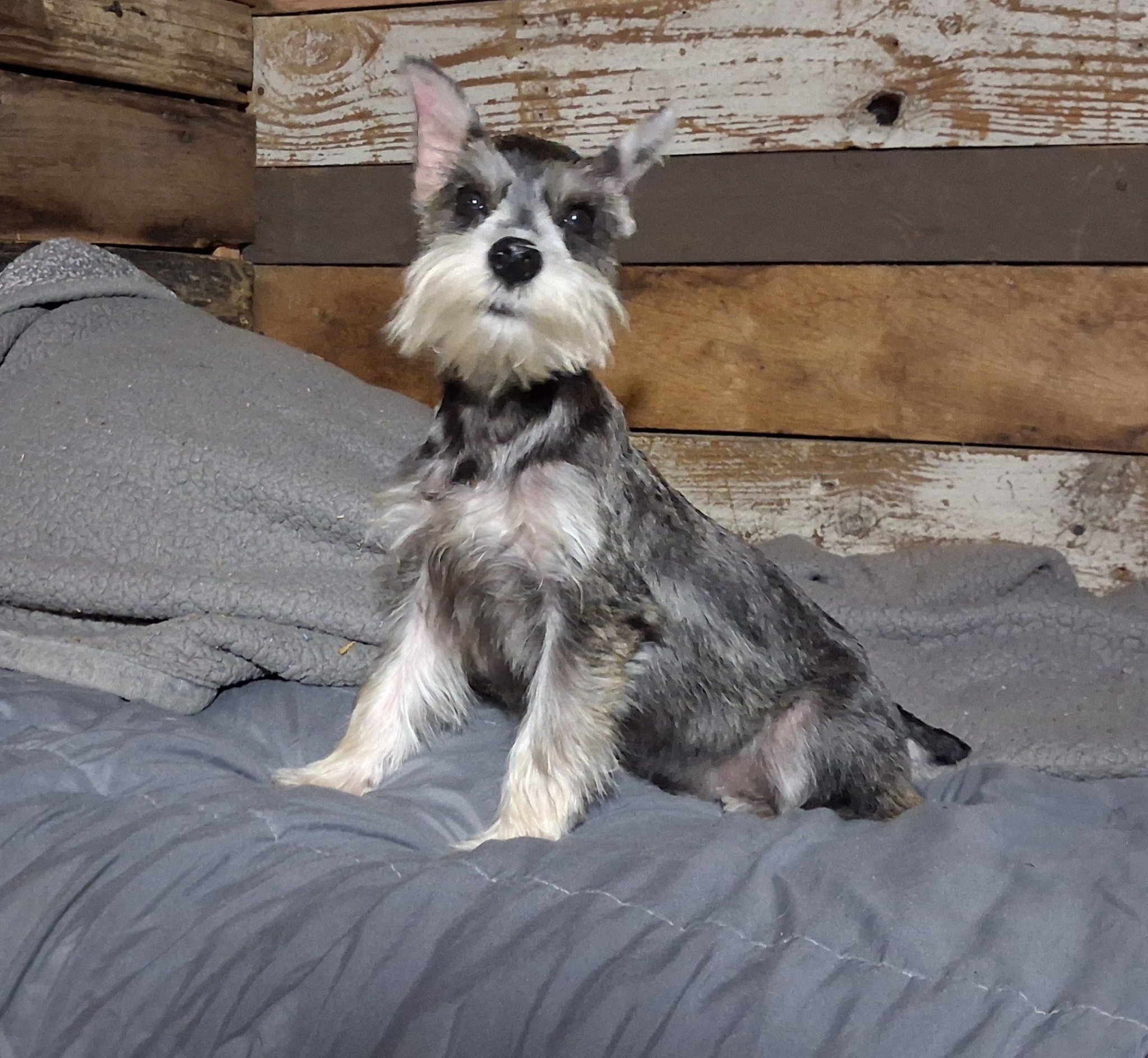 Registered Miniature Schnauzer Pups — Boys & Girls image 2