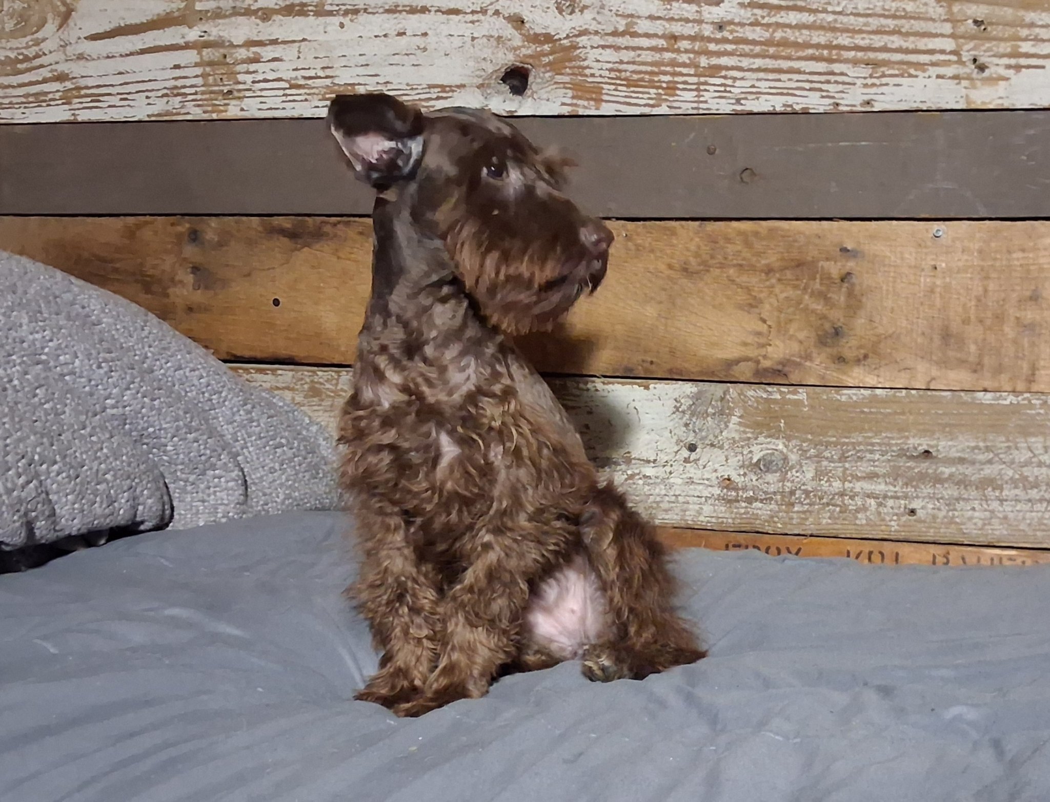 Registered Miniature Schnauzer Pups — Boys & Girls image 6