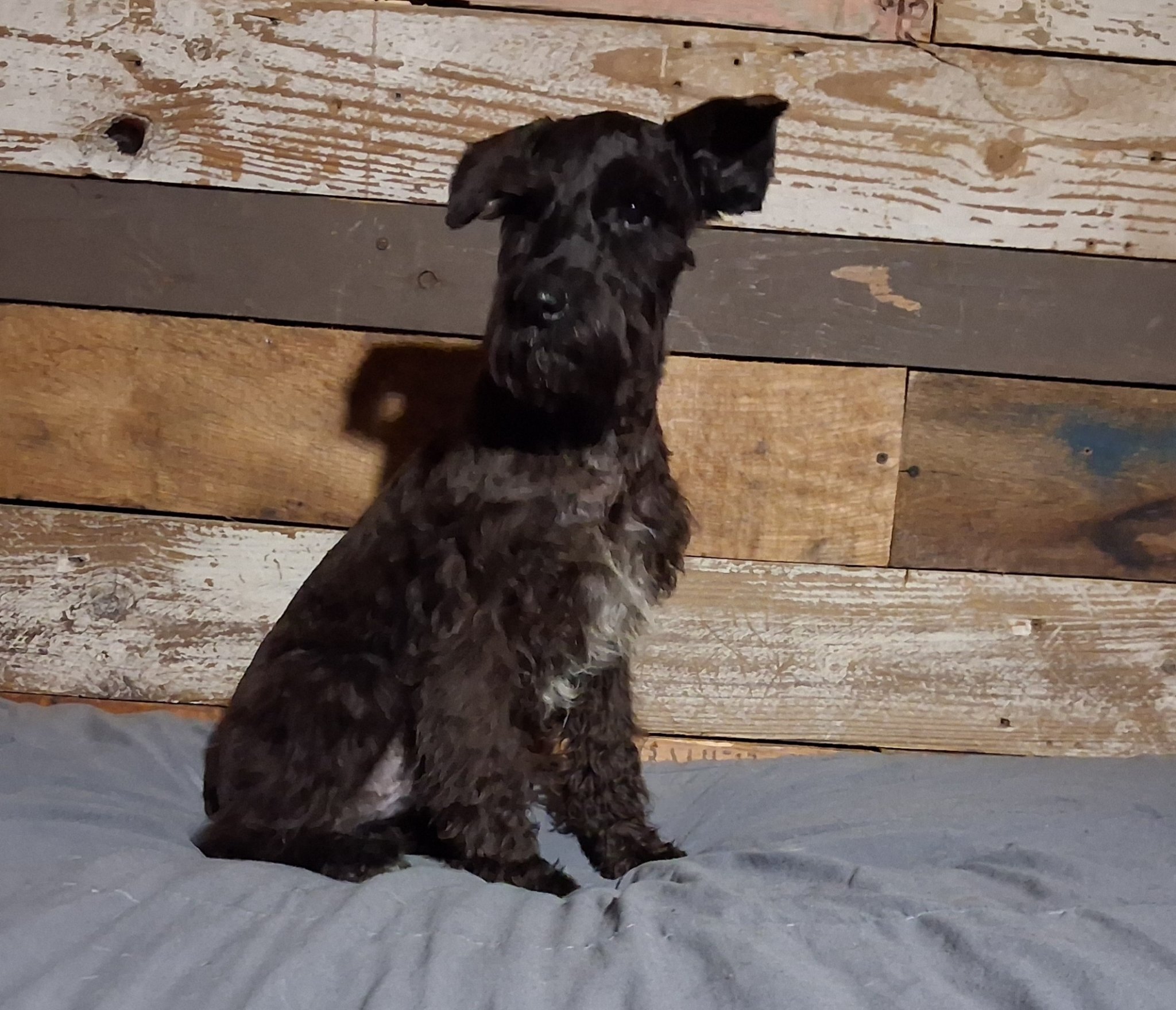 Registered Miniature Schnauzer Pups — Boys & Girls image 1