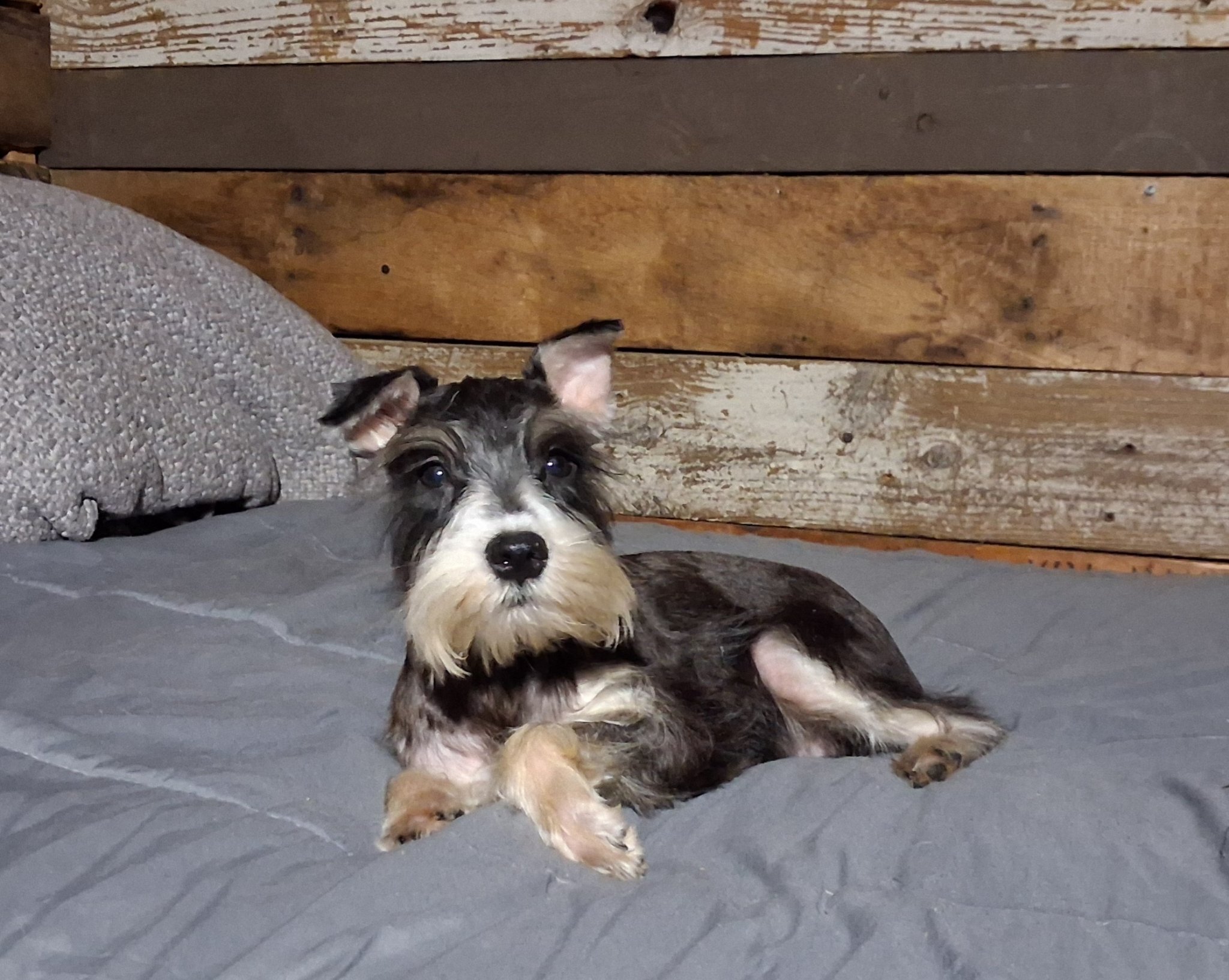 Registered Miniature Schnauzer Pups — Boys & Girls image 4