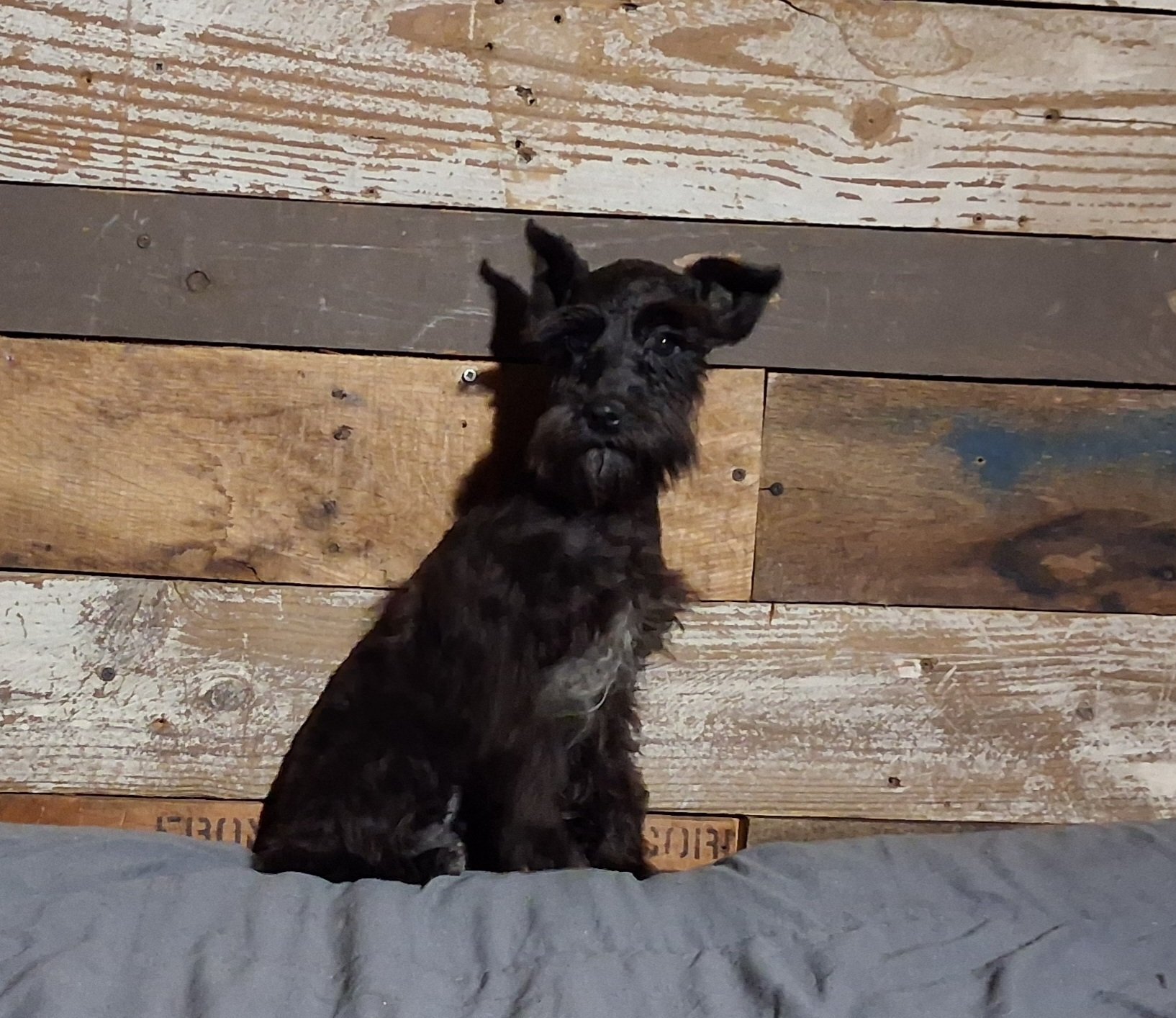 Registered Miniature Schnauzer Pups — Boys & Girls image 5