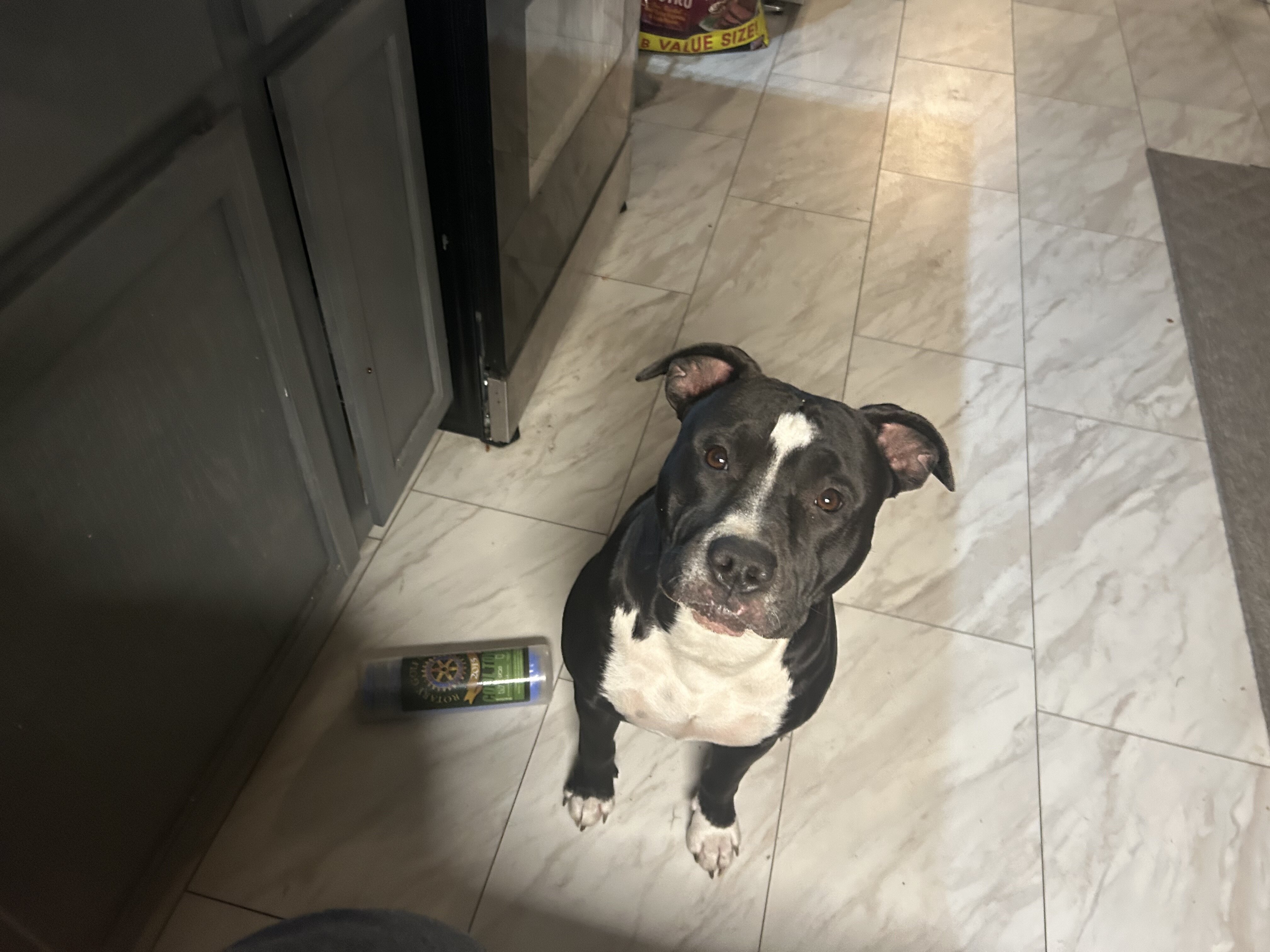 Pit bull Terrier and American Bully puppies image 2
