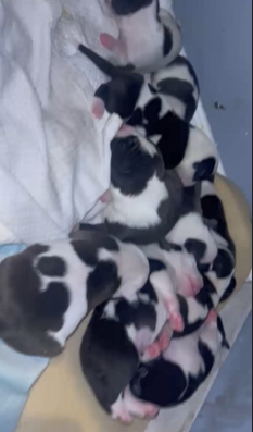 Pit bull Terrier and American Bully puppies image 1