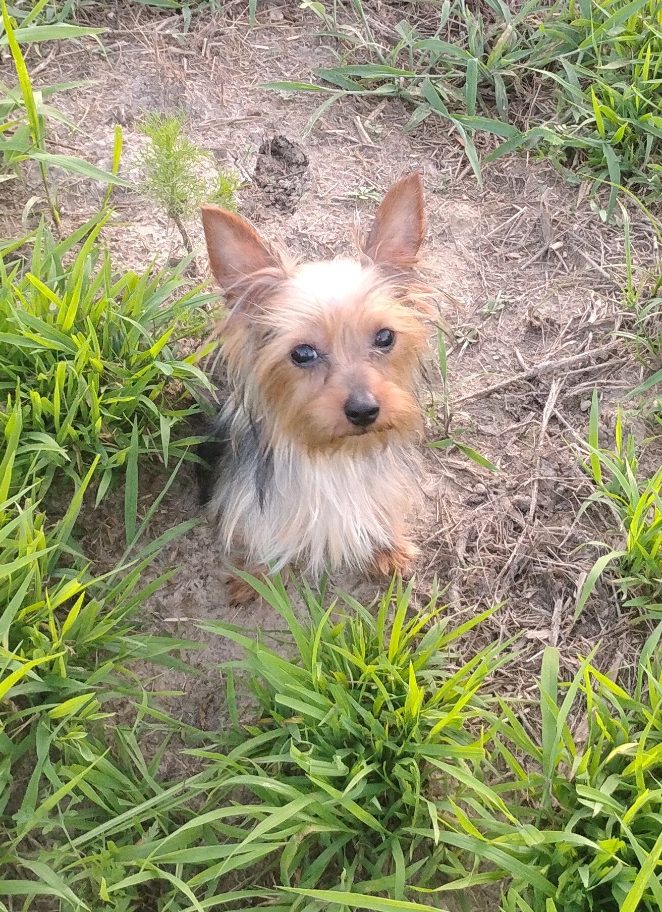 Registered Teacup Yorkshire Terrier Puppy — Male image 1