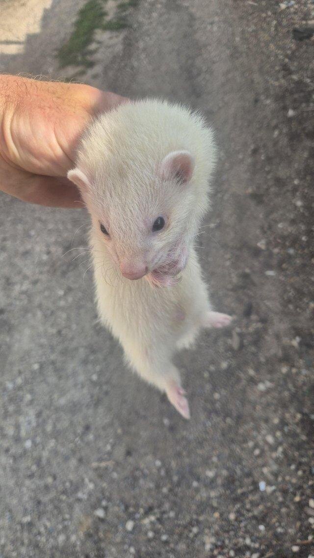 Ferrets image 2
