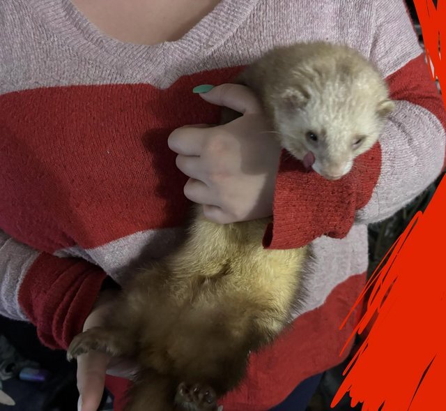 Ferrets image 1