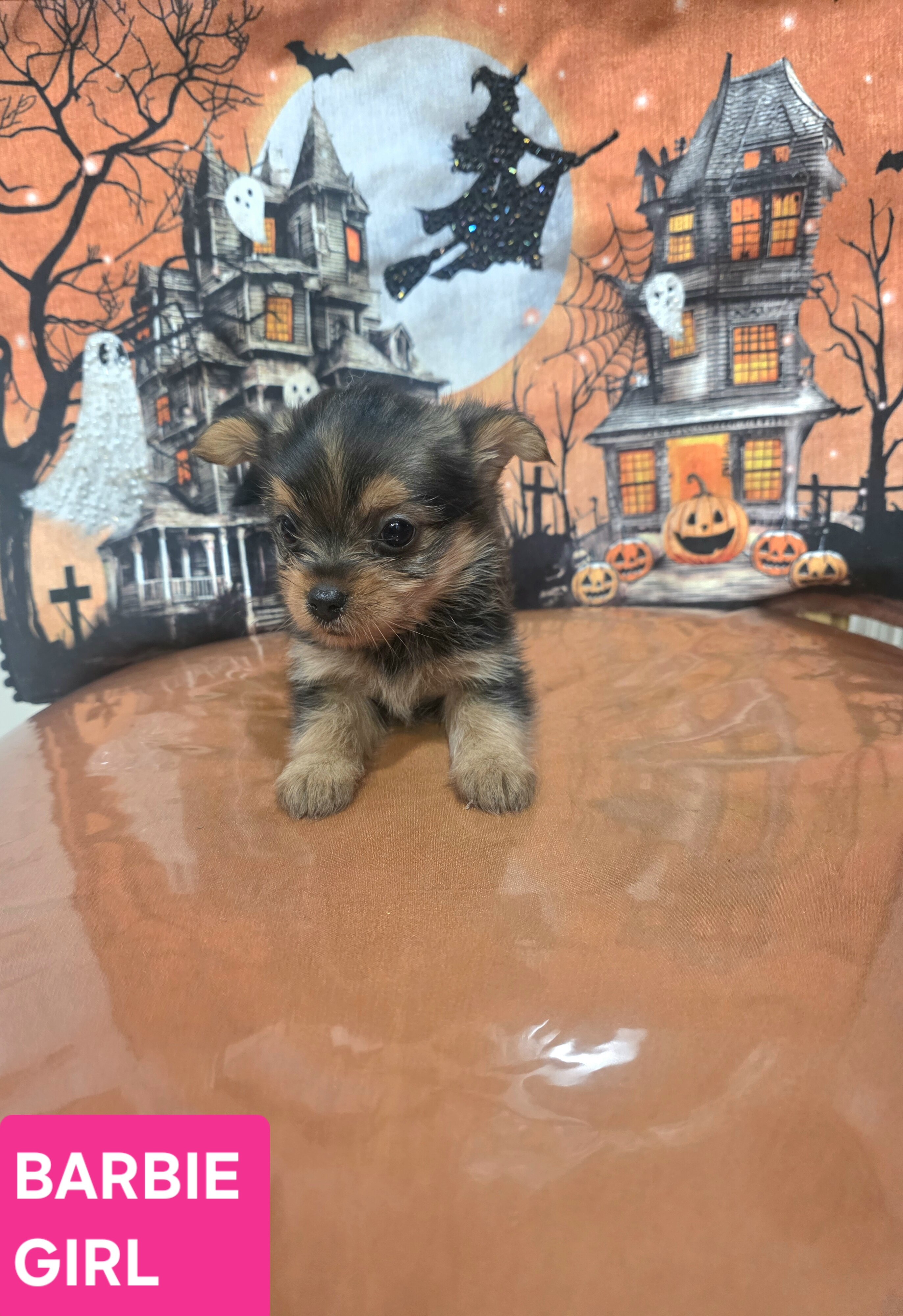 Tiny Yoranian puppies image 6