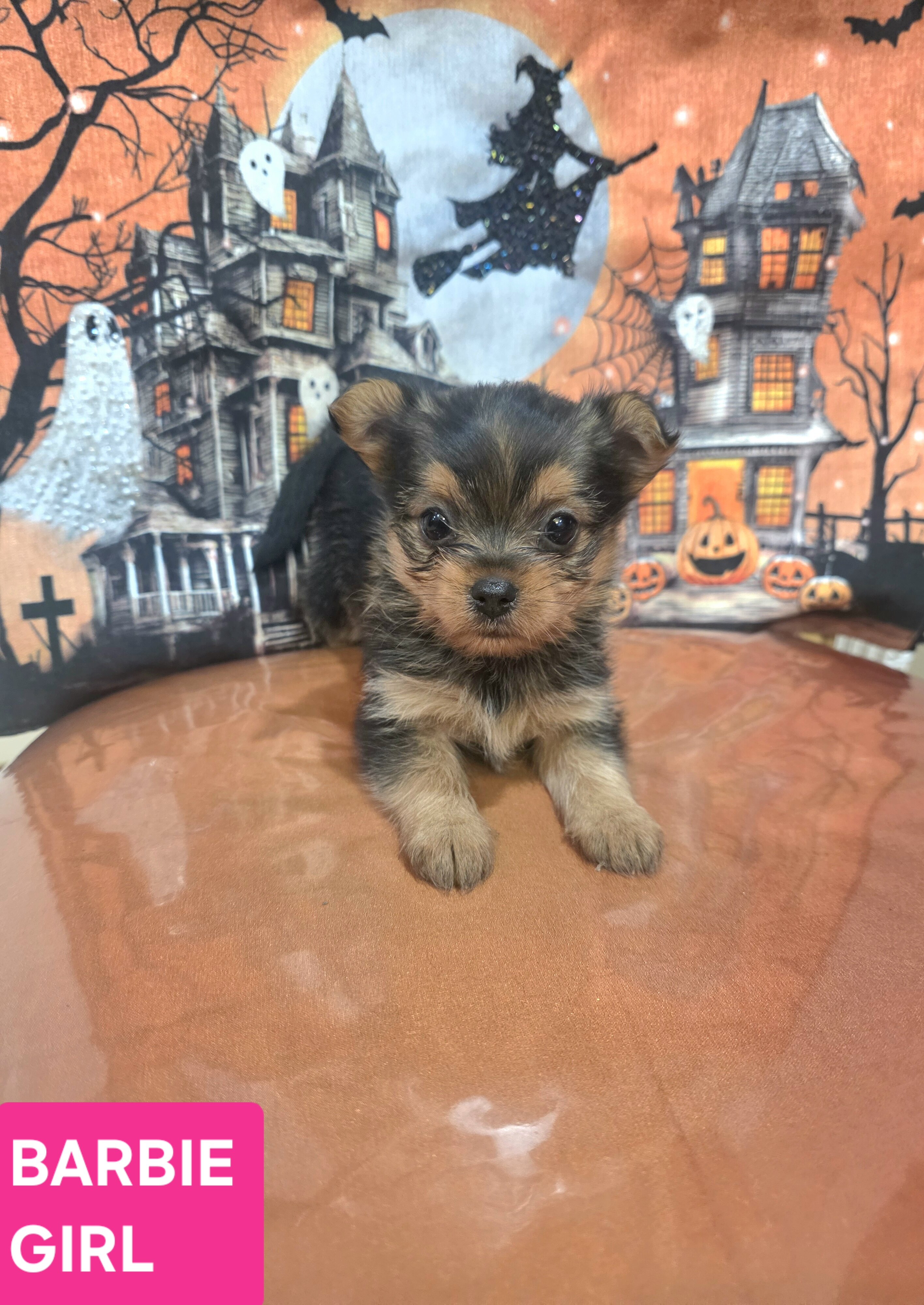 Tiny Yoranian puppies image 5