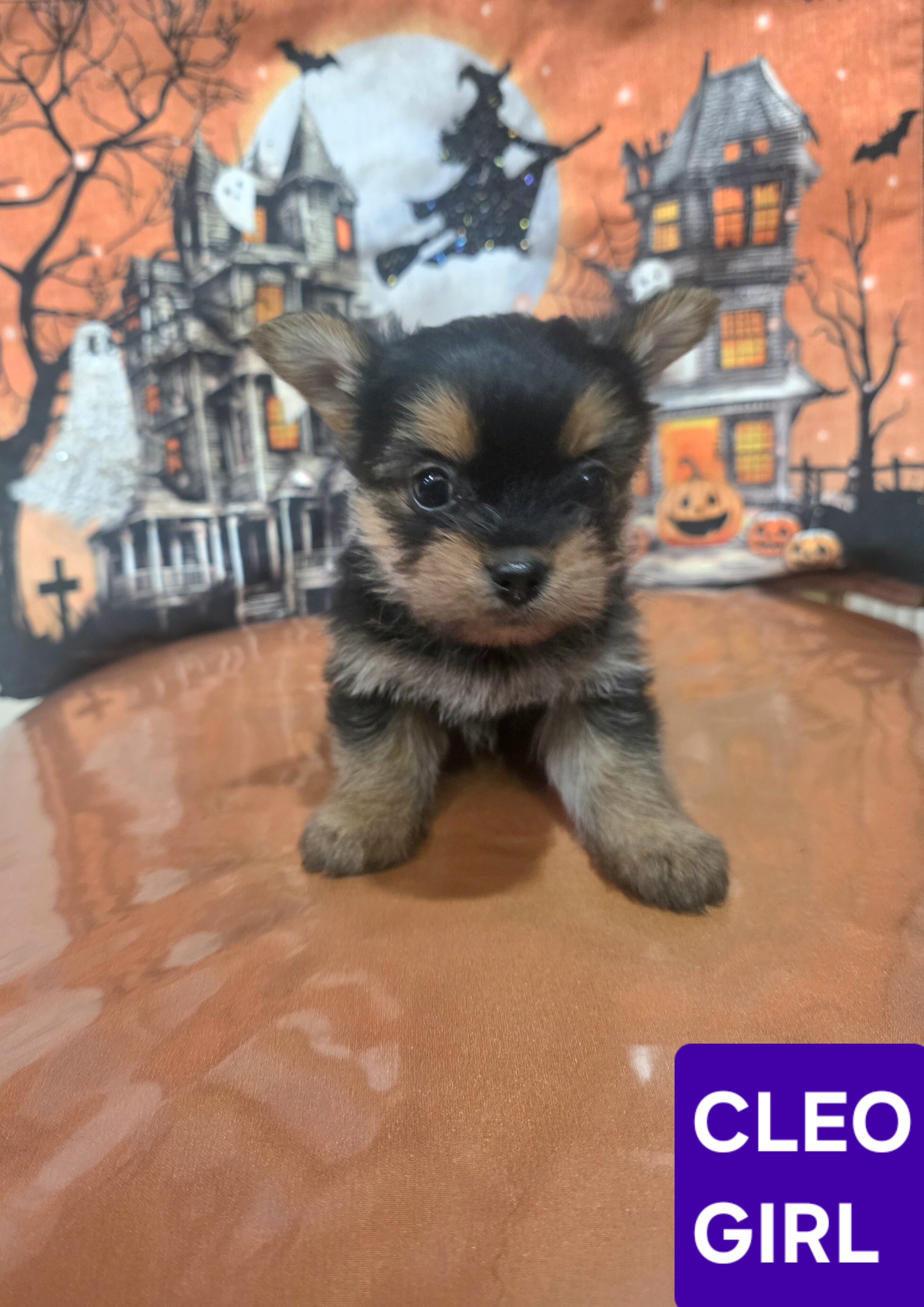 Tiny Yoranian puppies image 3