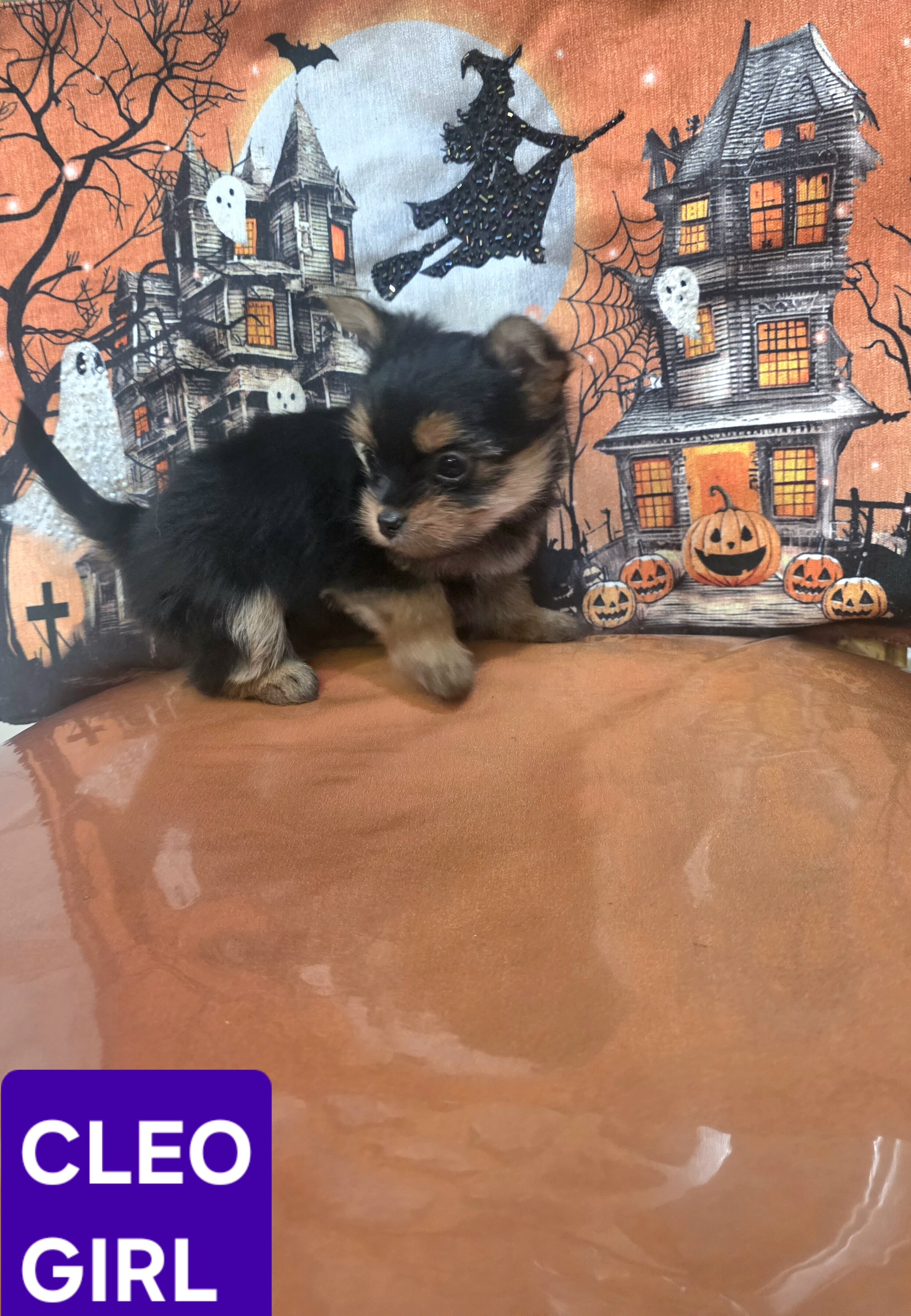 Tiny Yoranian puppies image 4