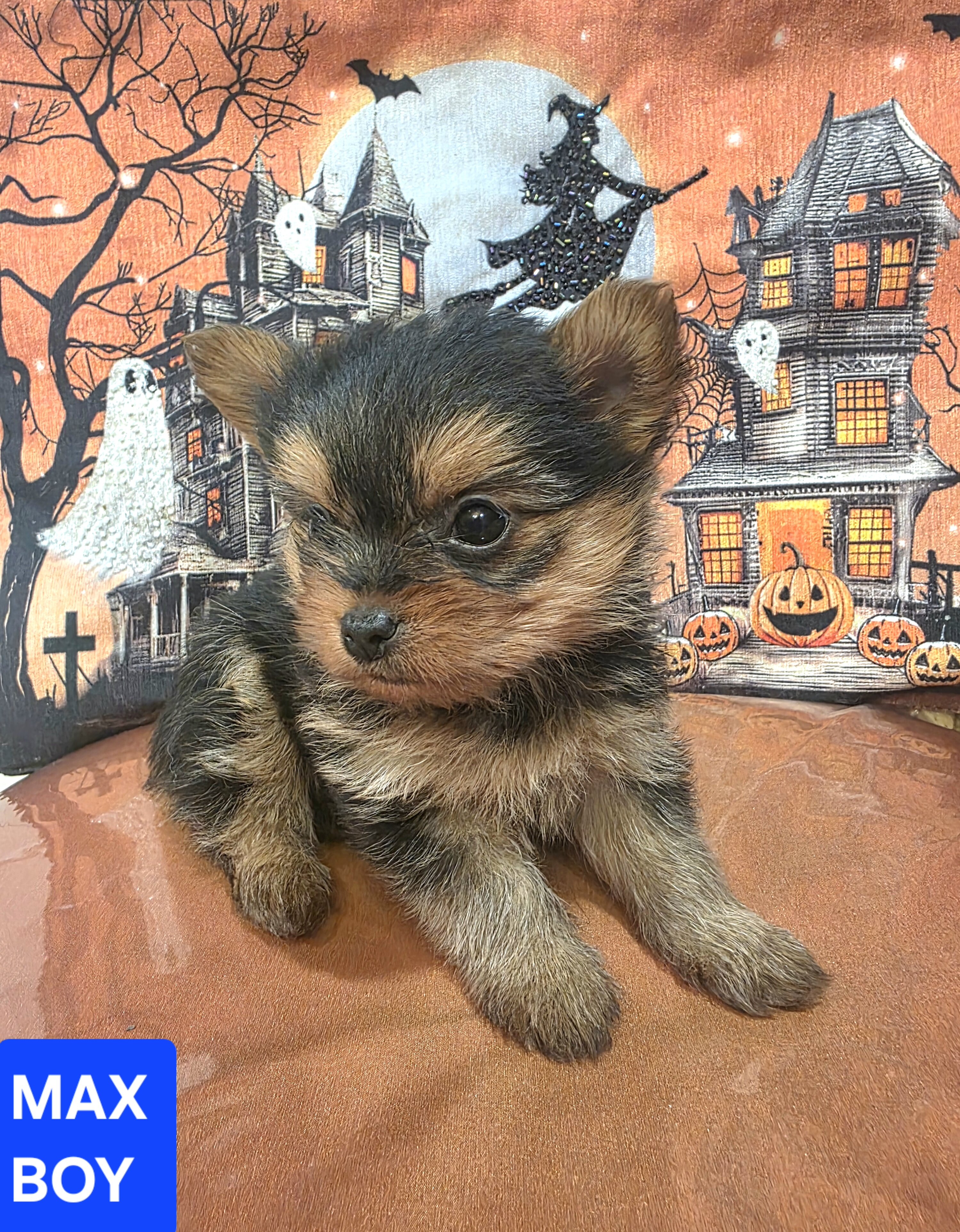 Tiny Yoranian puppies image 2