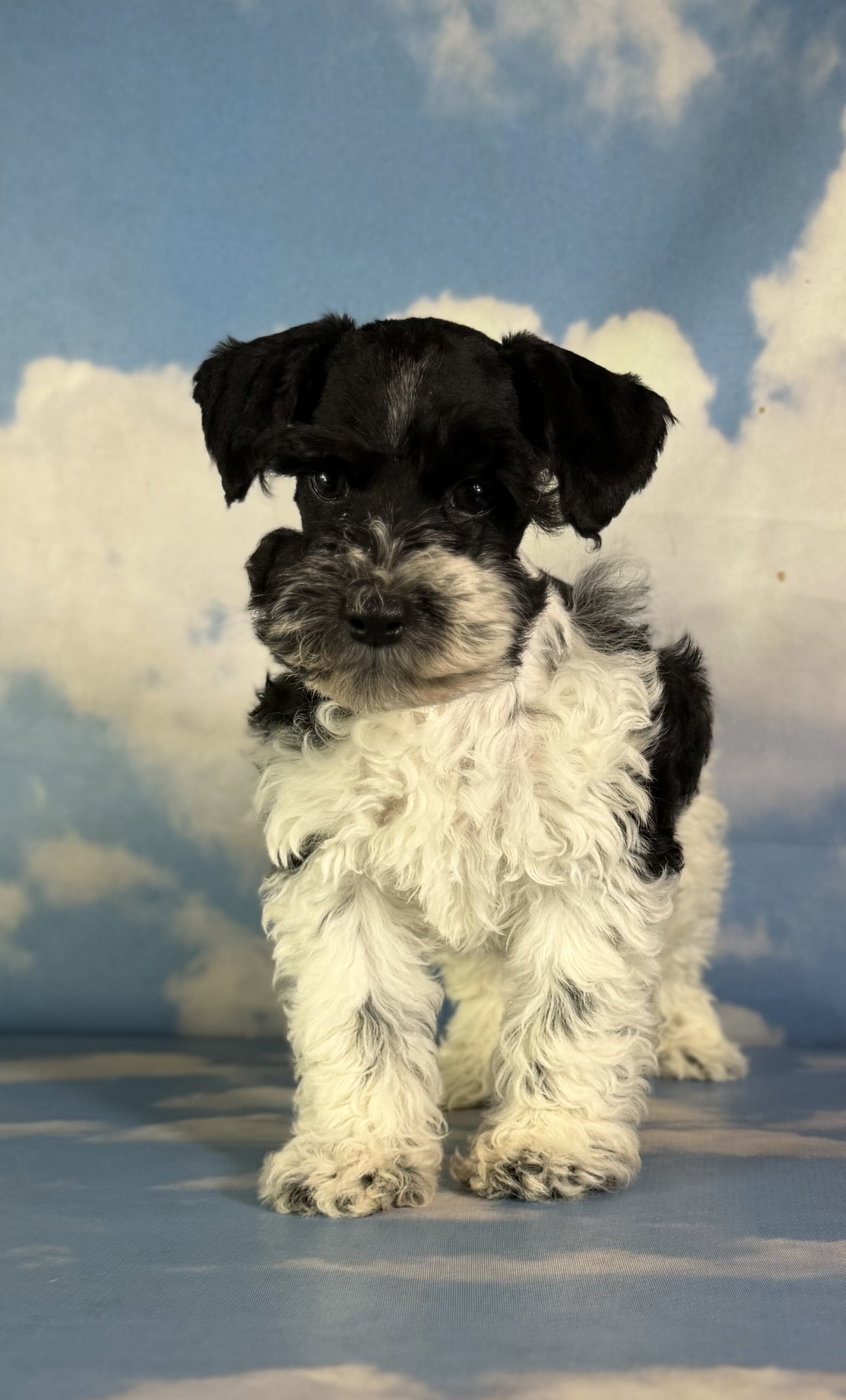 Pepper Male Schnoodle image 6